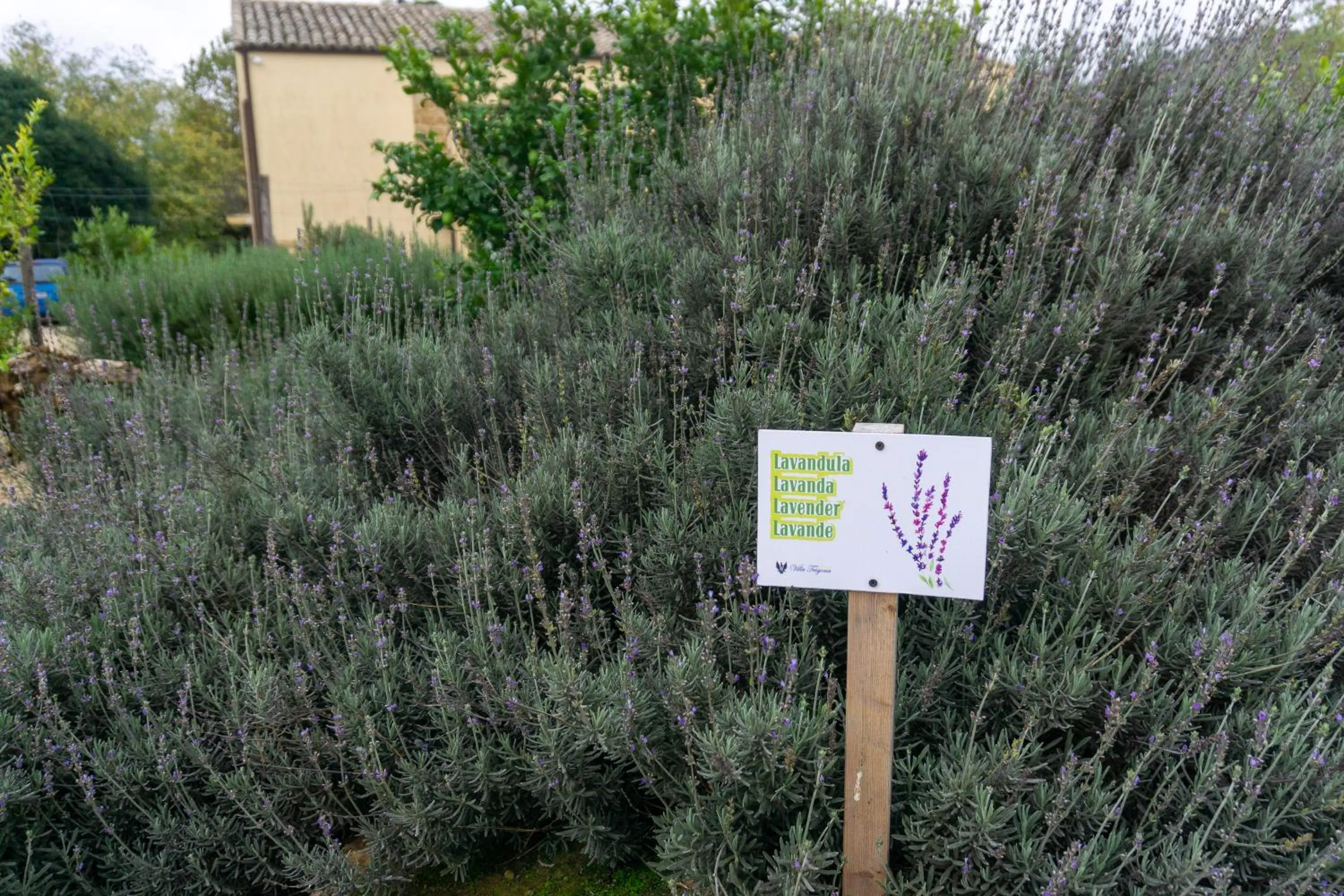 Garden in Villa Trigona