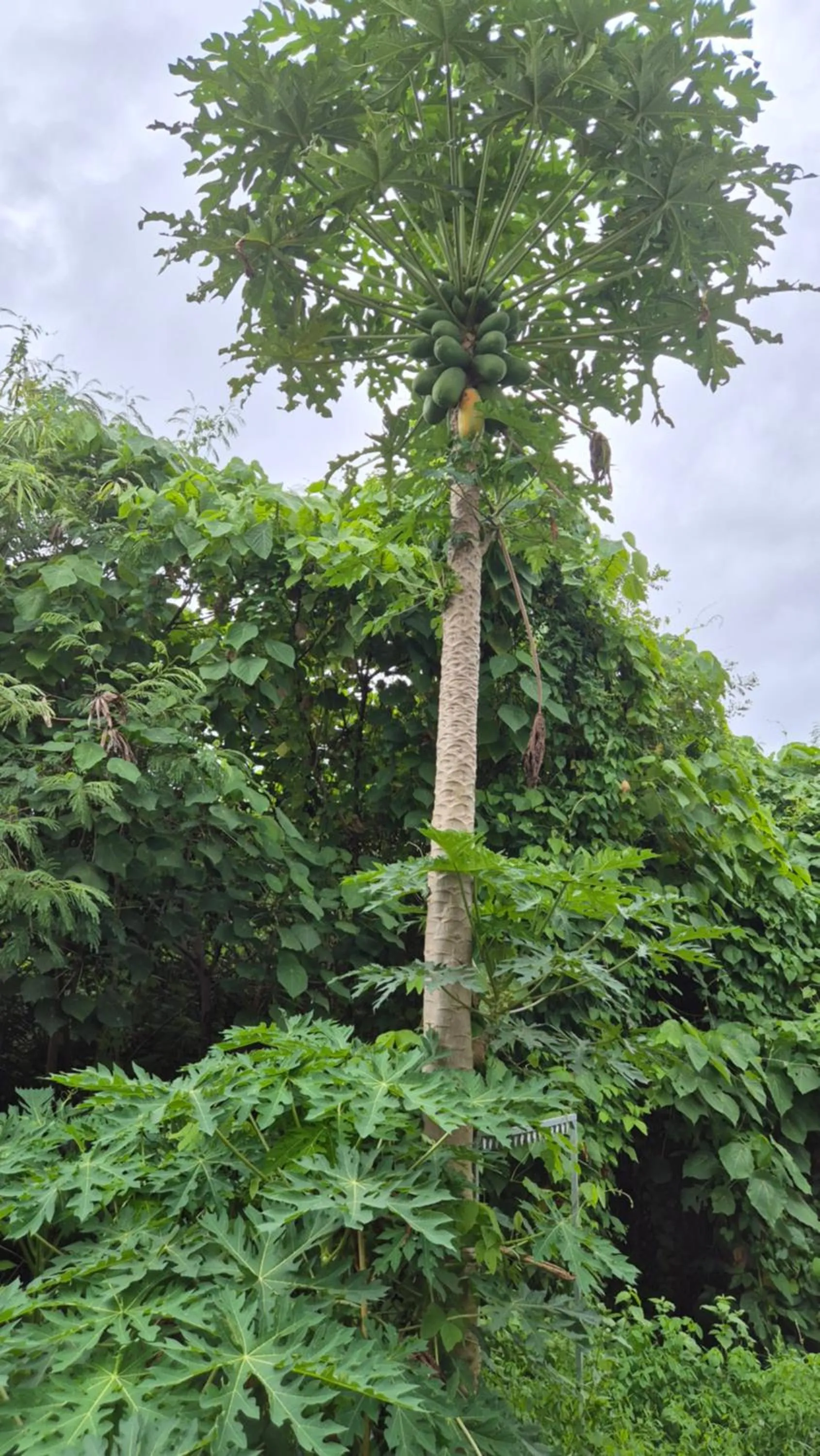 Area and facilities in Laksmi Guest House