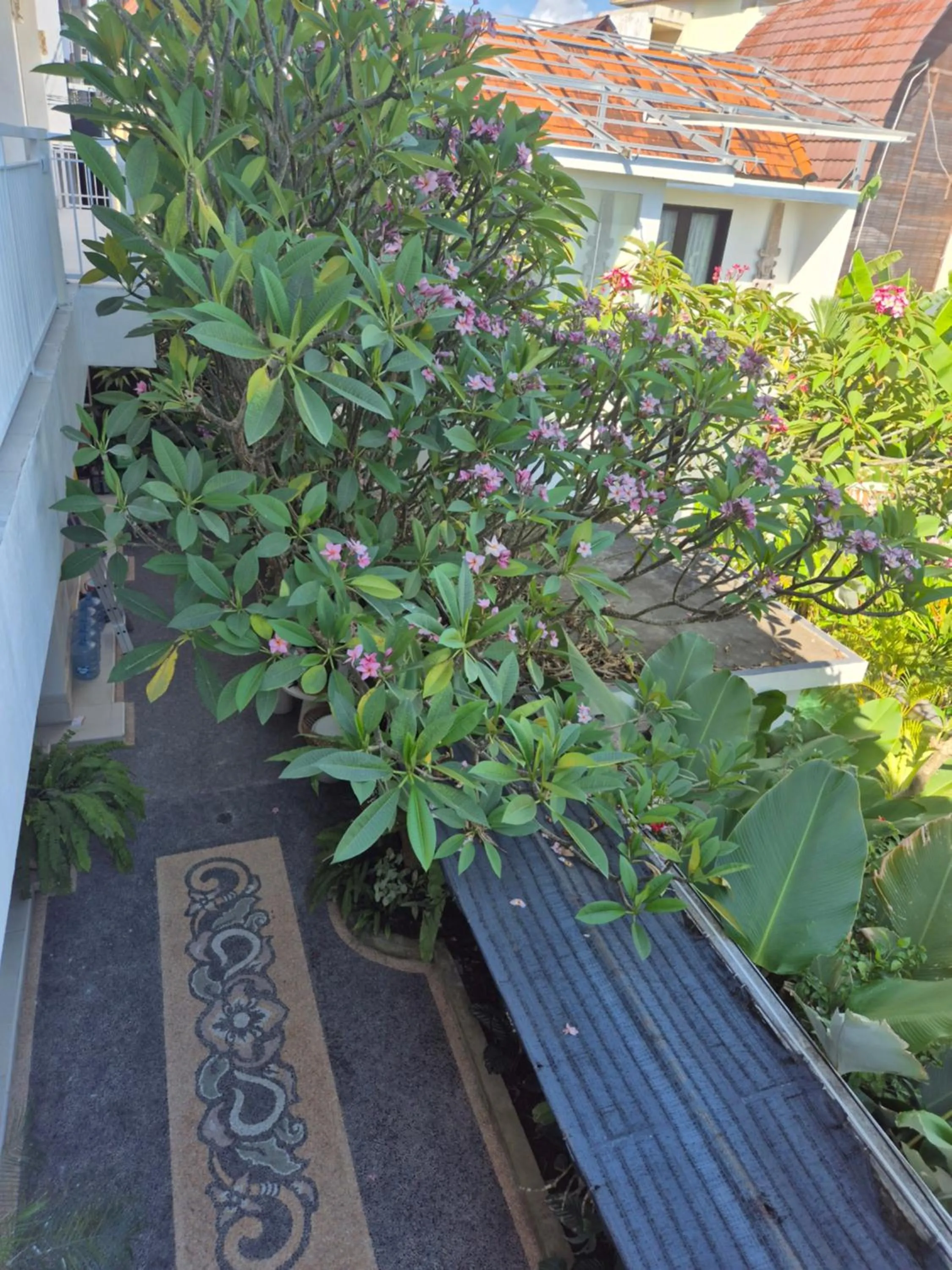 Garden in Laksmi Guest House