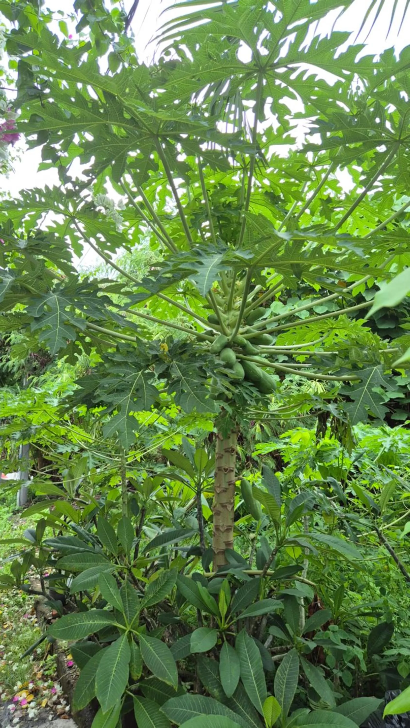 Area and facilities in Laksmi Guest House