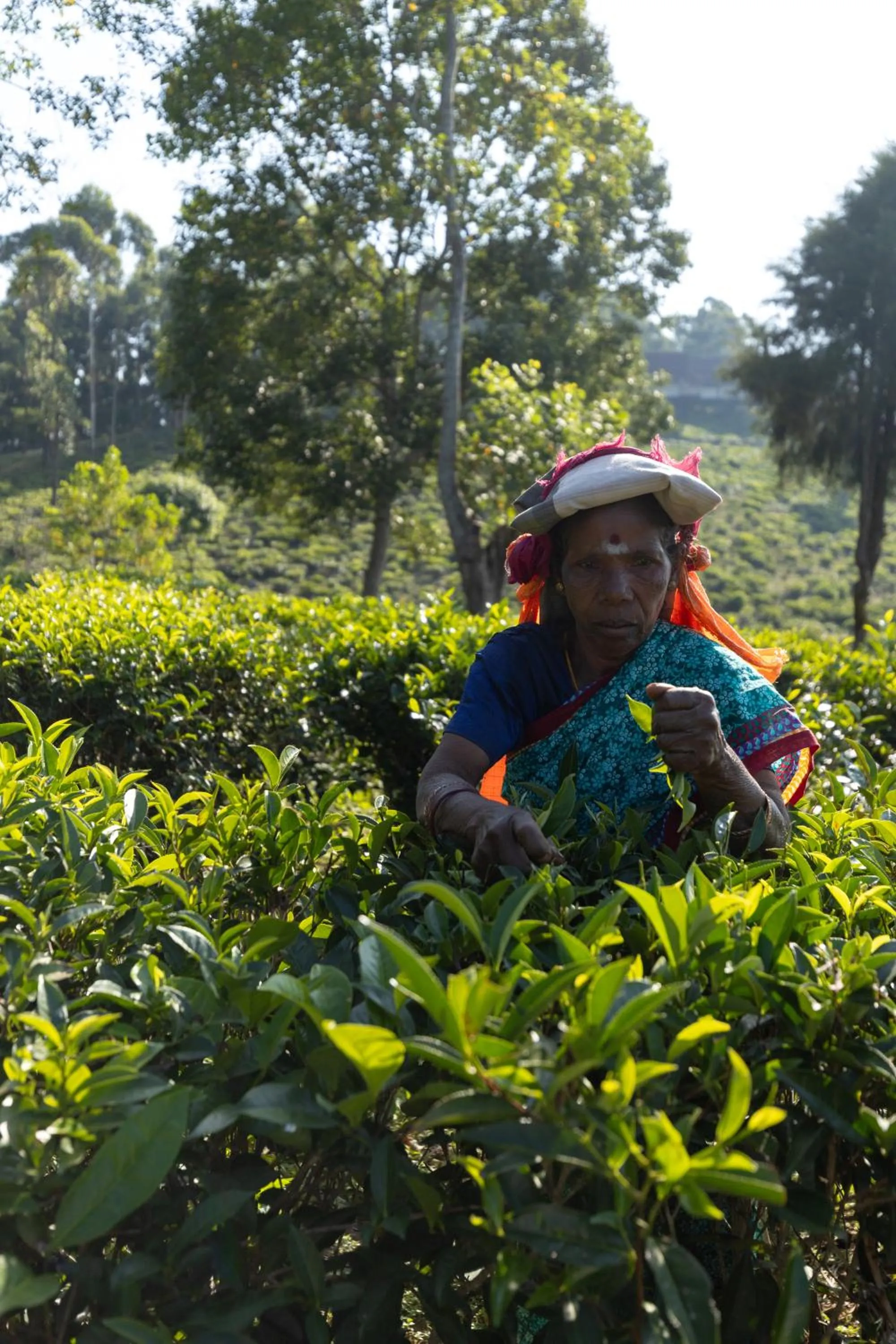 Garden in Anasa Wellness Resort