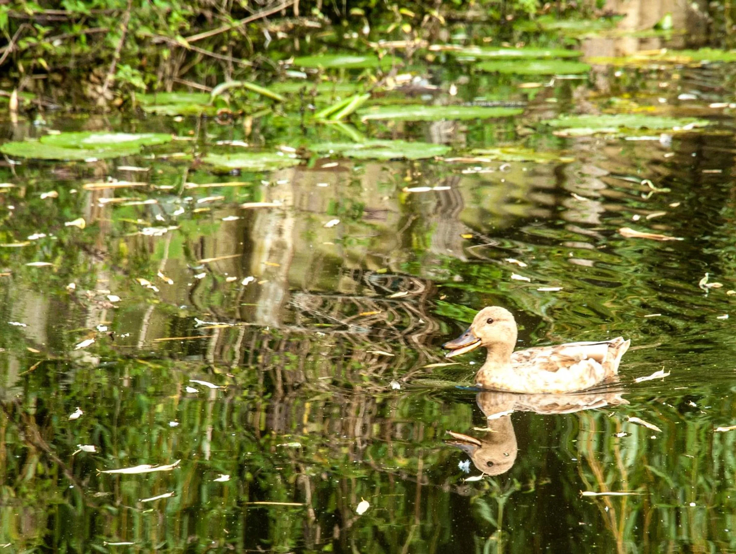 Animals in Canal Garden Apartment StayWell Amsterdam
