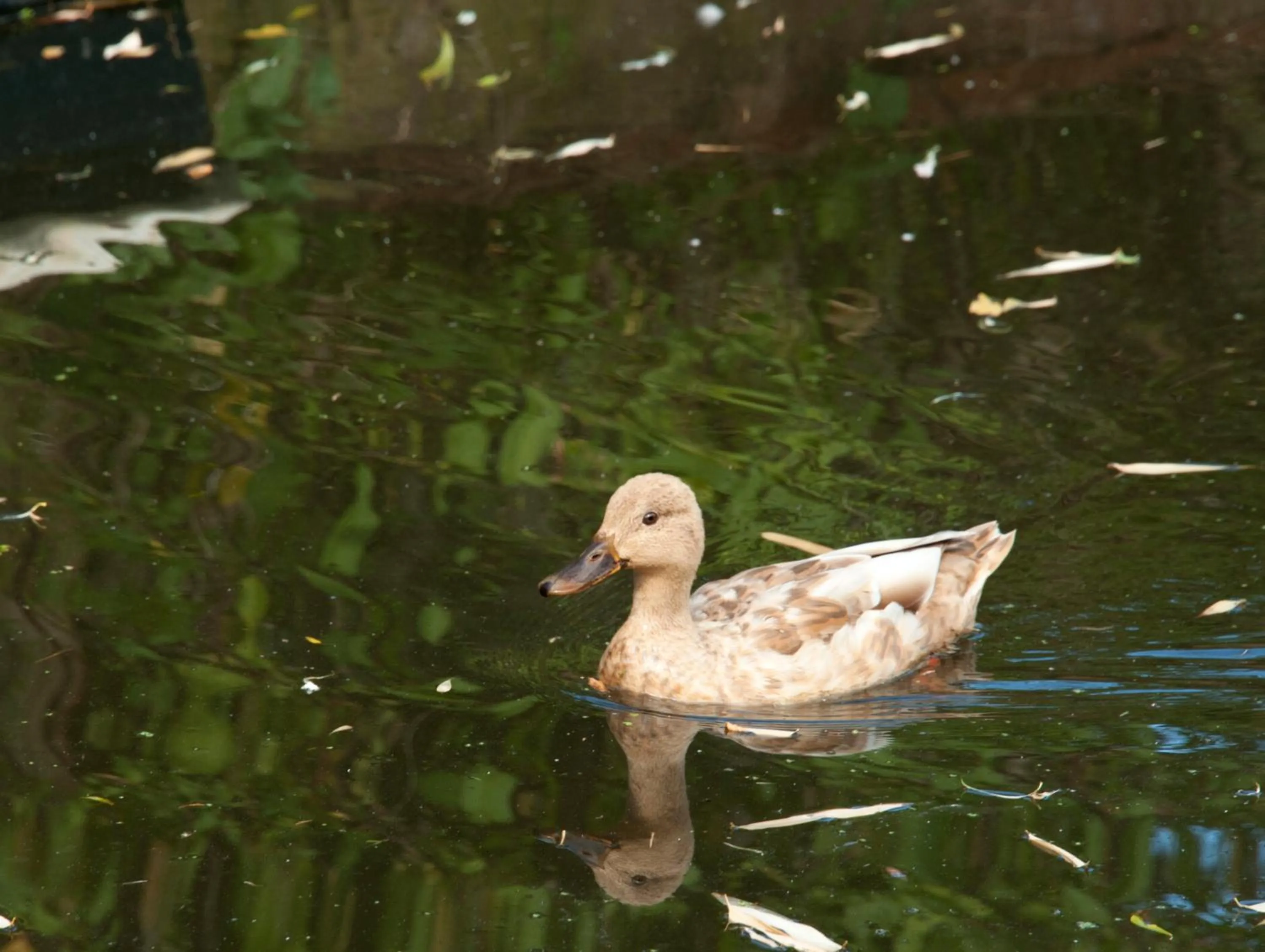 Animals in Canal Garden Apartment StayWell Amsterdam