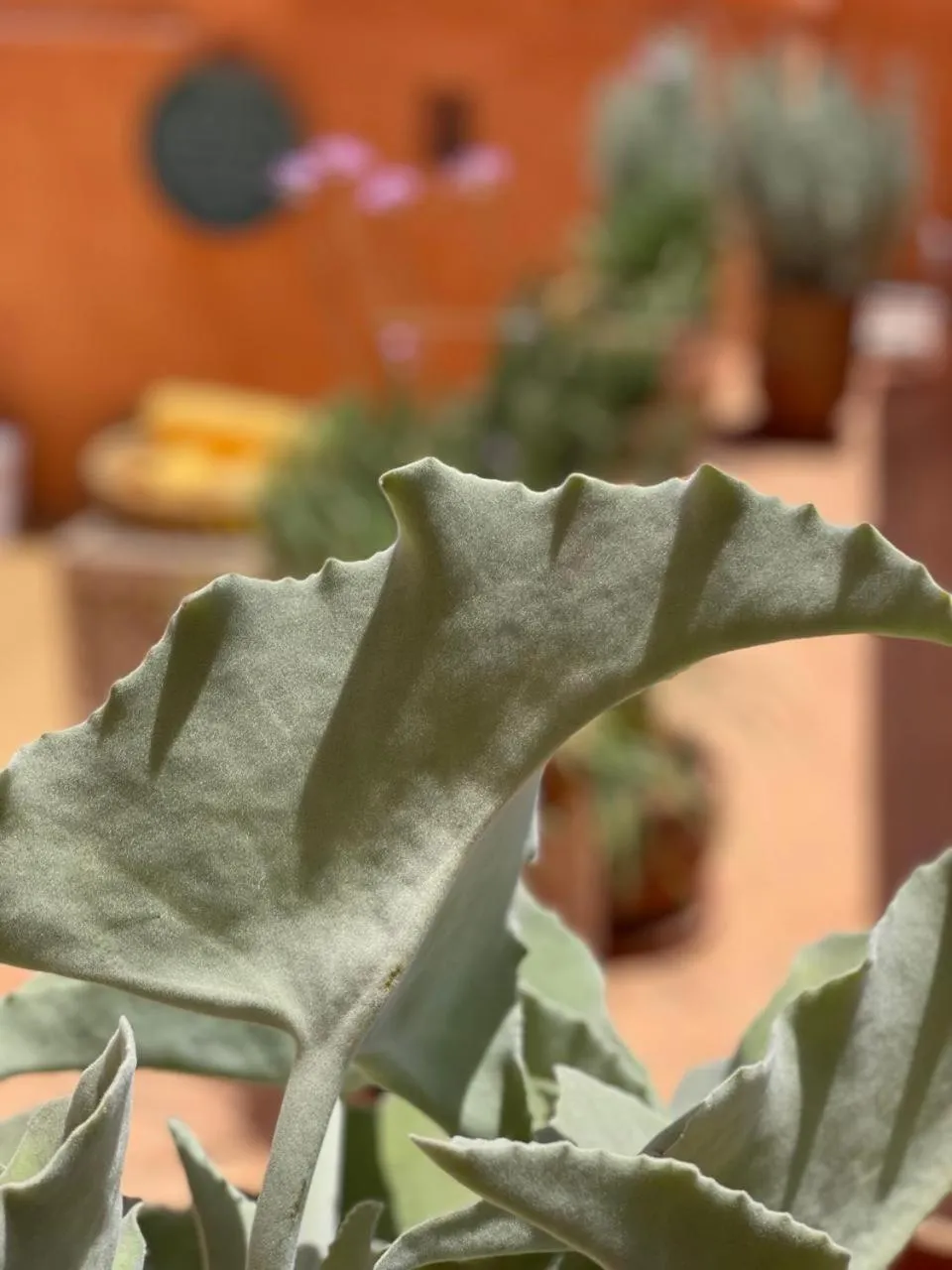 Patio in Dar El Qadi