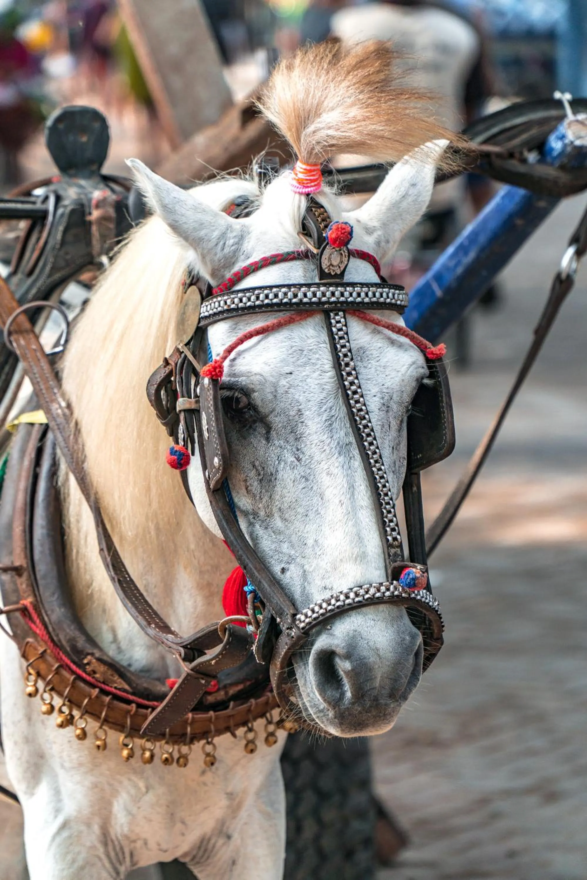 Animals in Eden Eco Resort