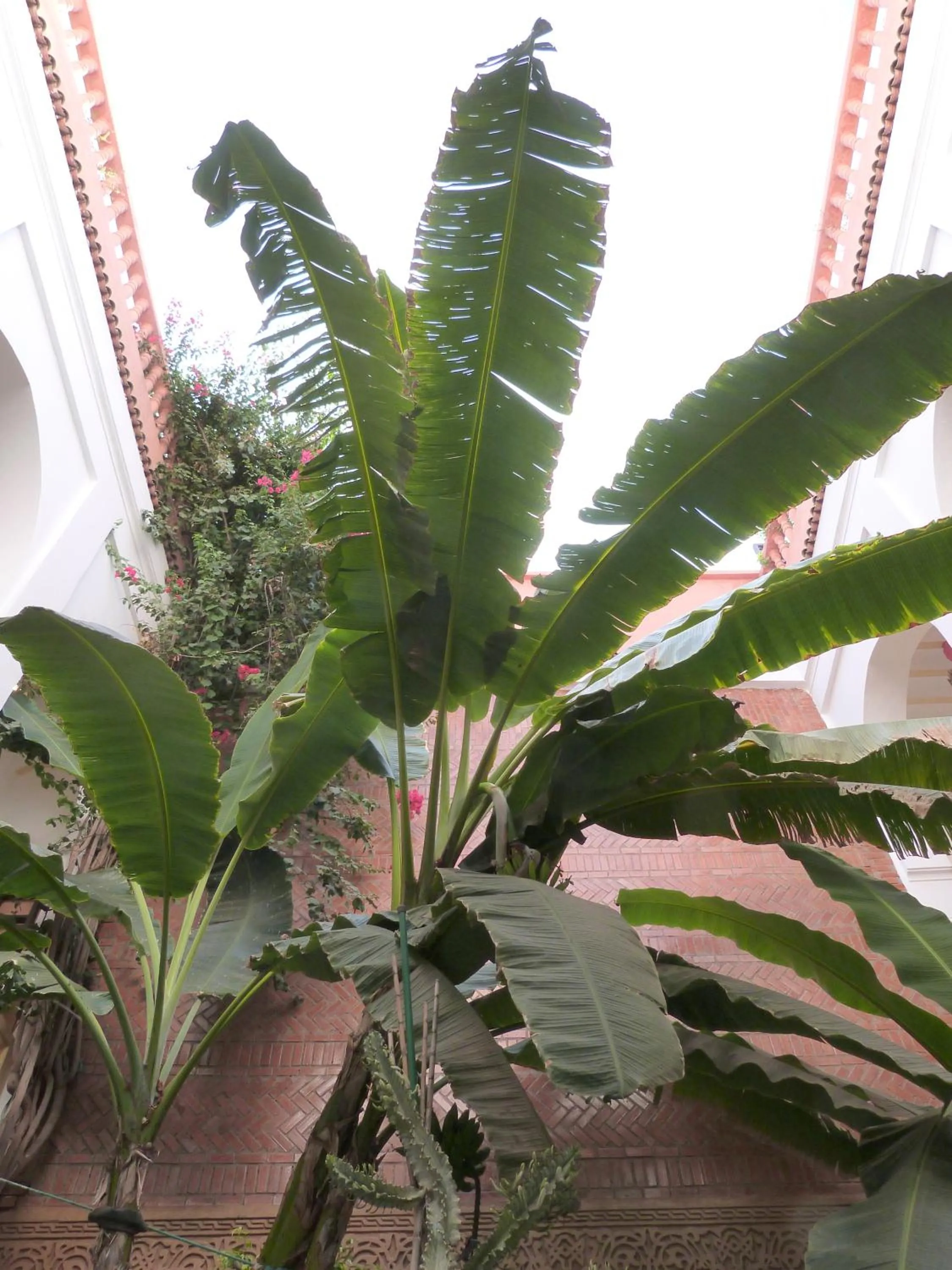 Patio in Riad Habib
