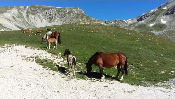 Animals in Il Narciso appartamenti