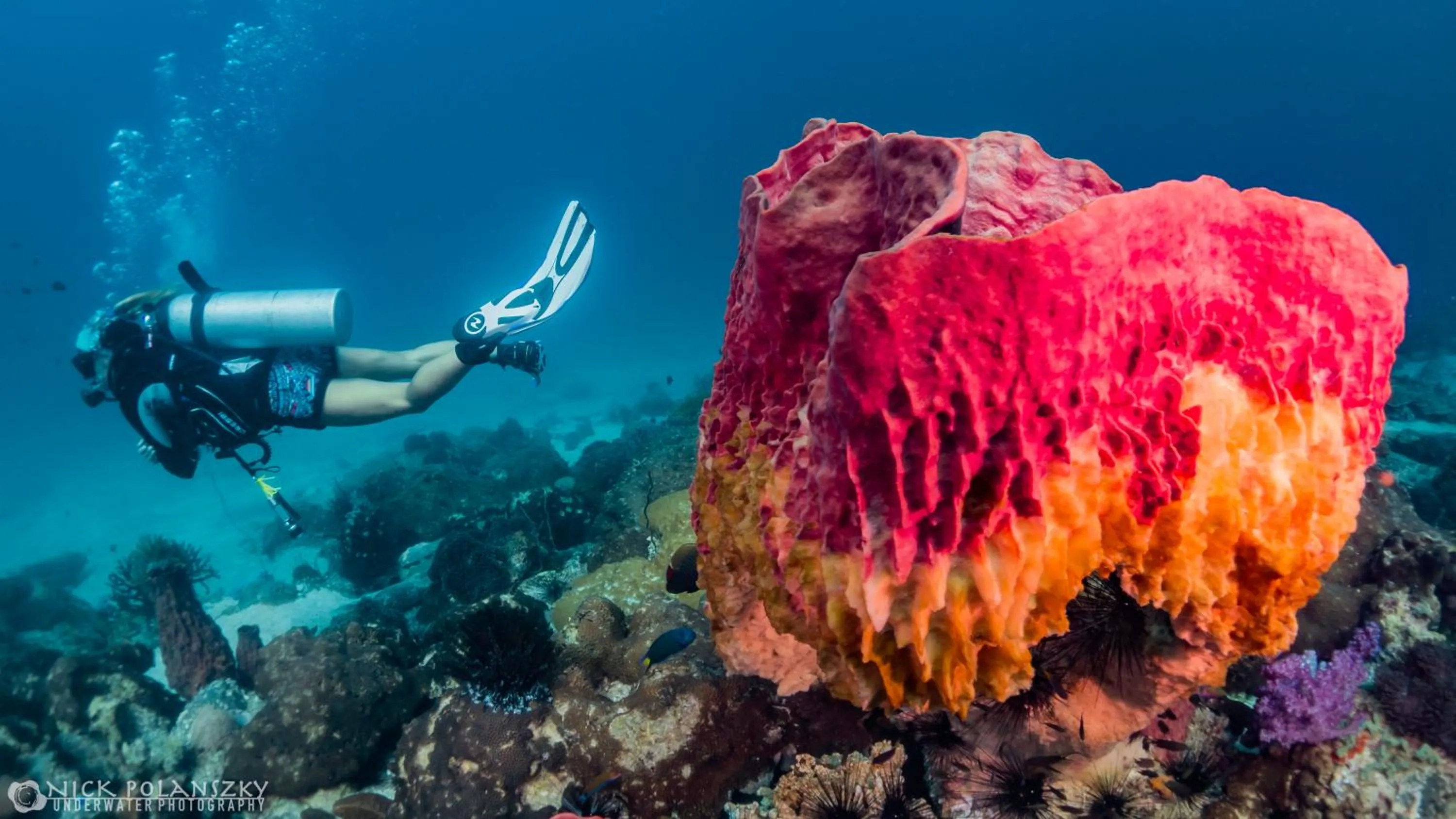 Diving in Forra Dive Resort Pattaya Beach