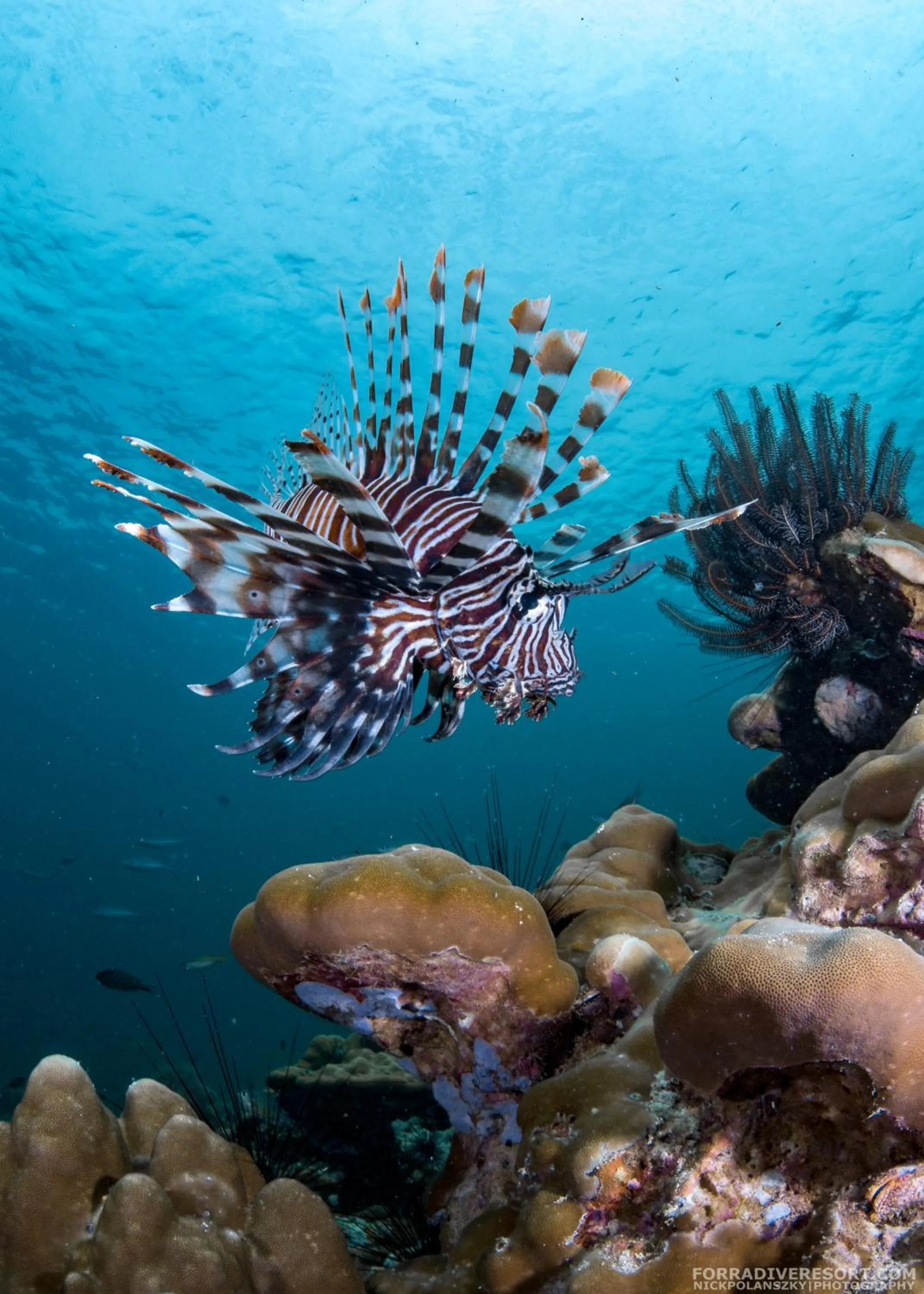 Diving in Forra Dive Resort Pattaya Beach