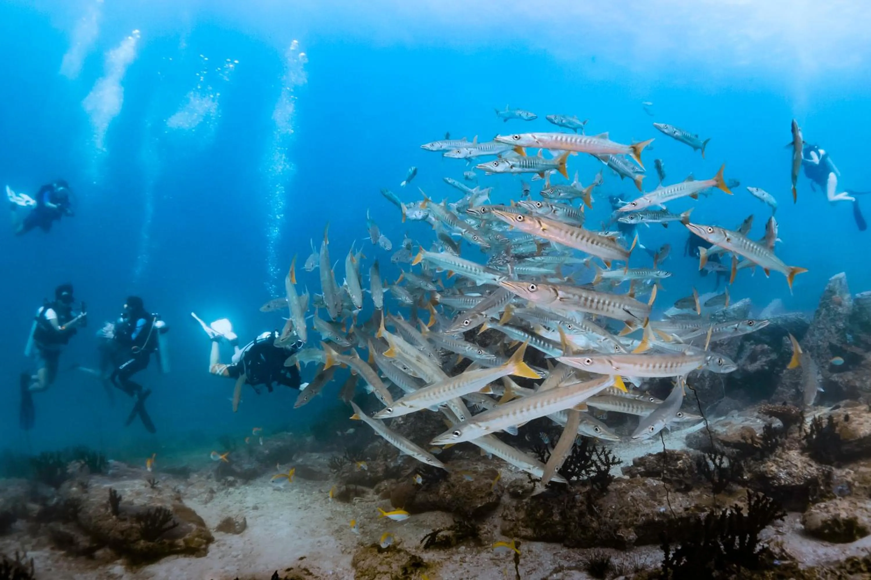 Diving in Forra Dive Resort Pattaya Beach