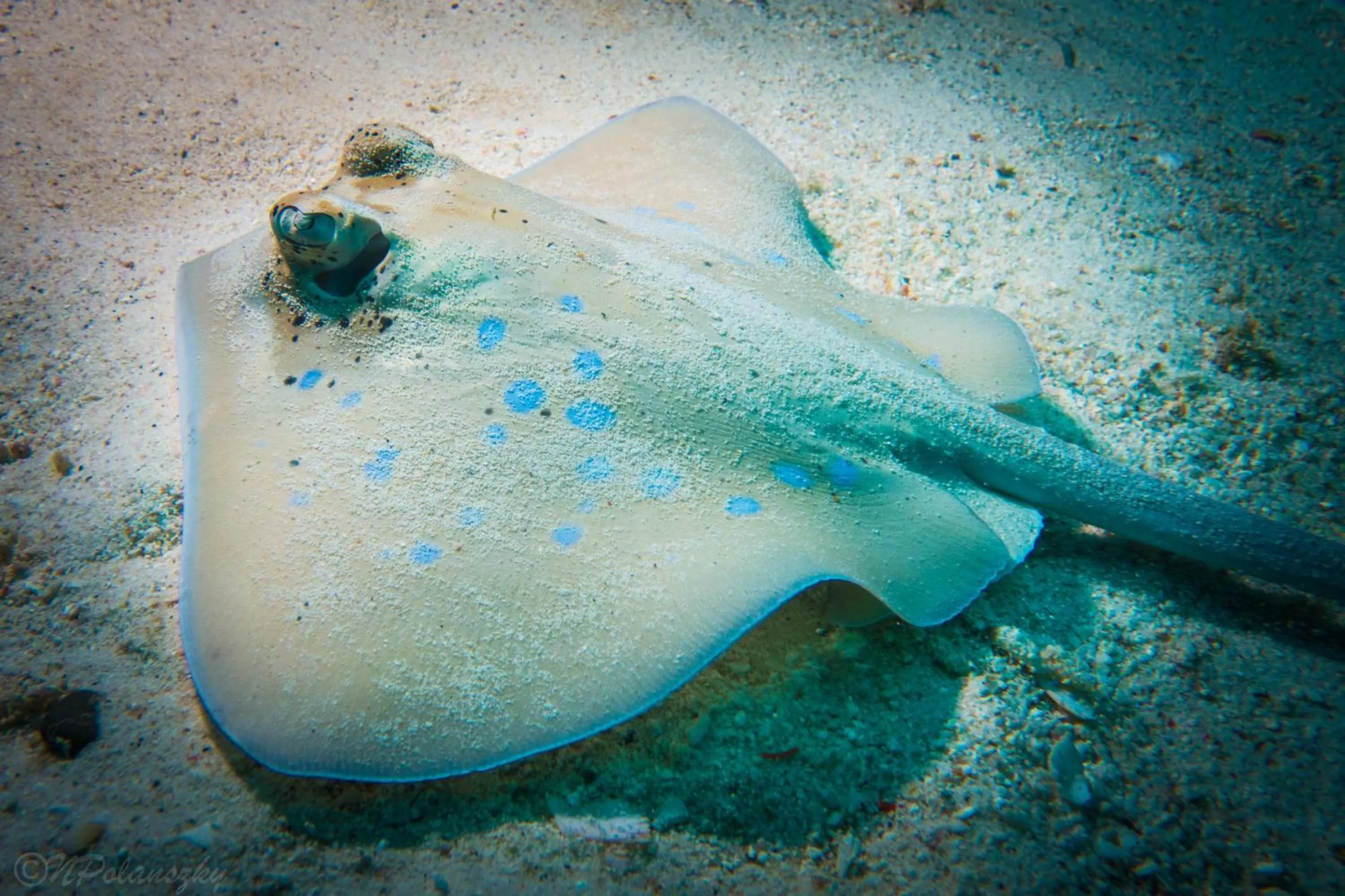 Diving in Forra Dive Resort Pattaya Beach