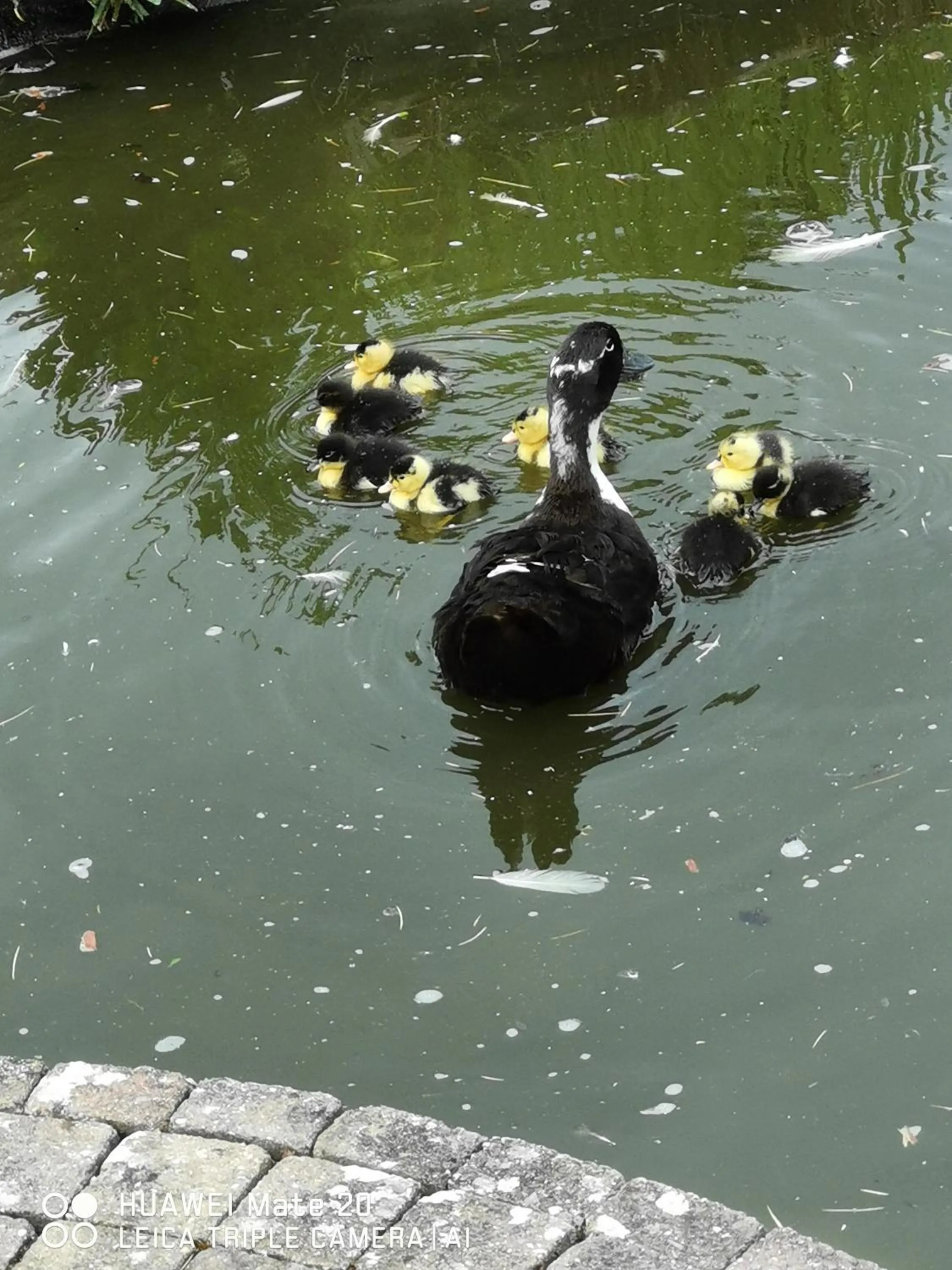 Garden in Hôtel La Côte d'Or