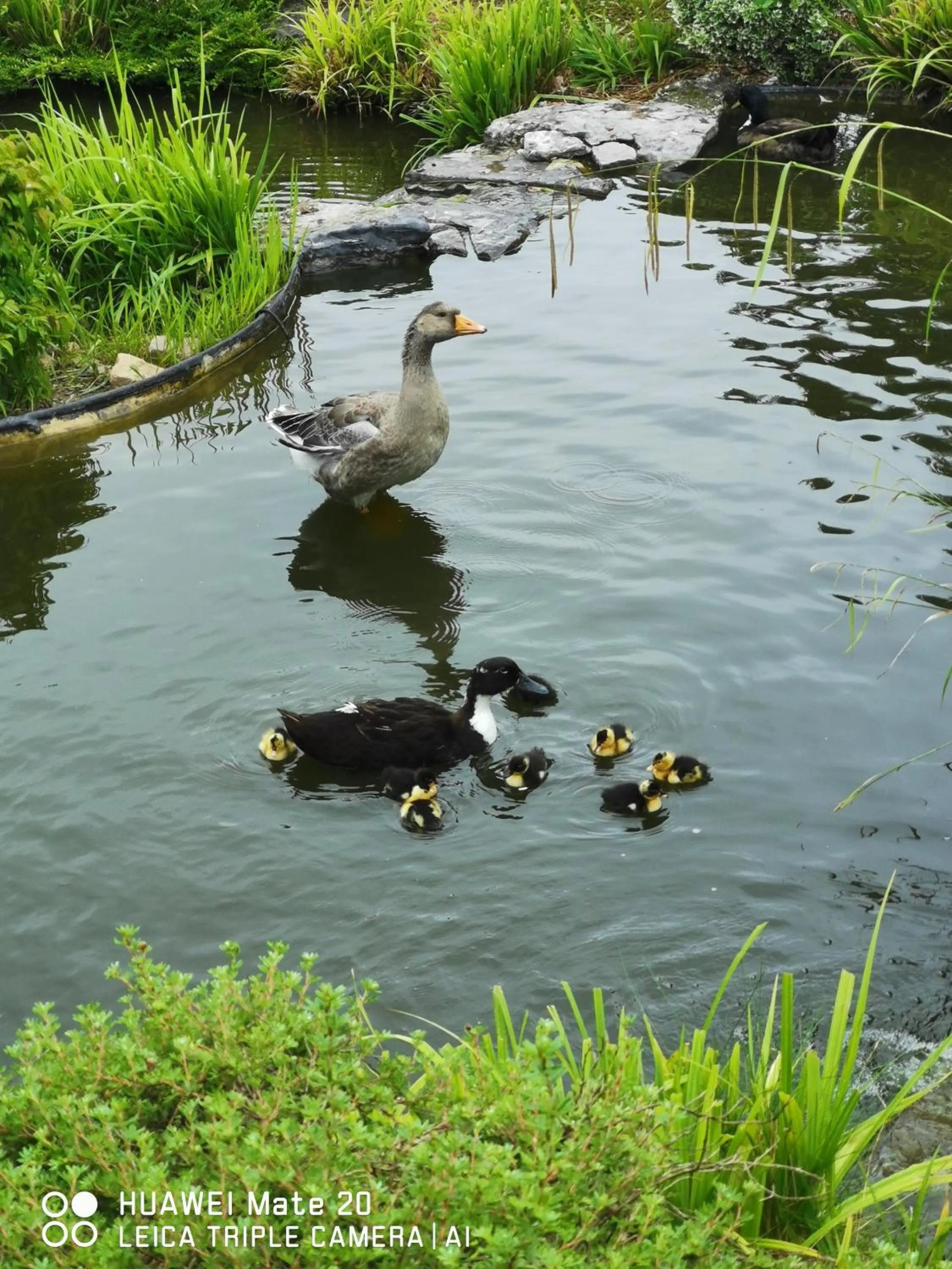 Garden in Hôtel La Côte d'Or