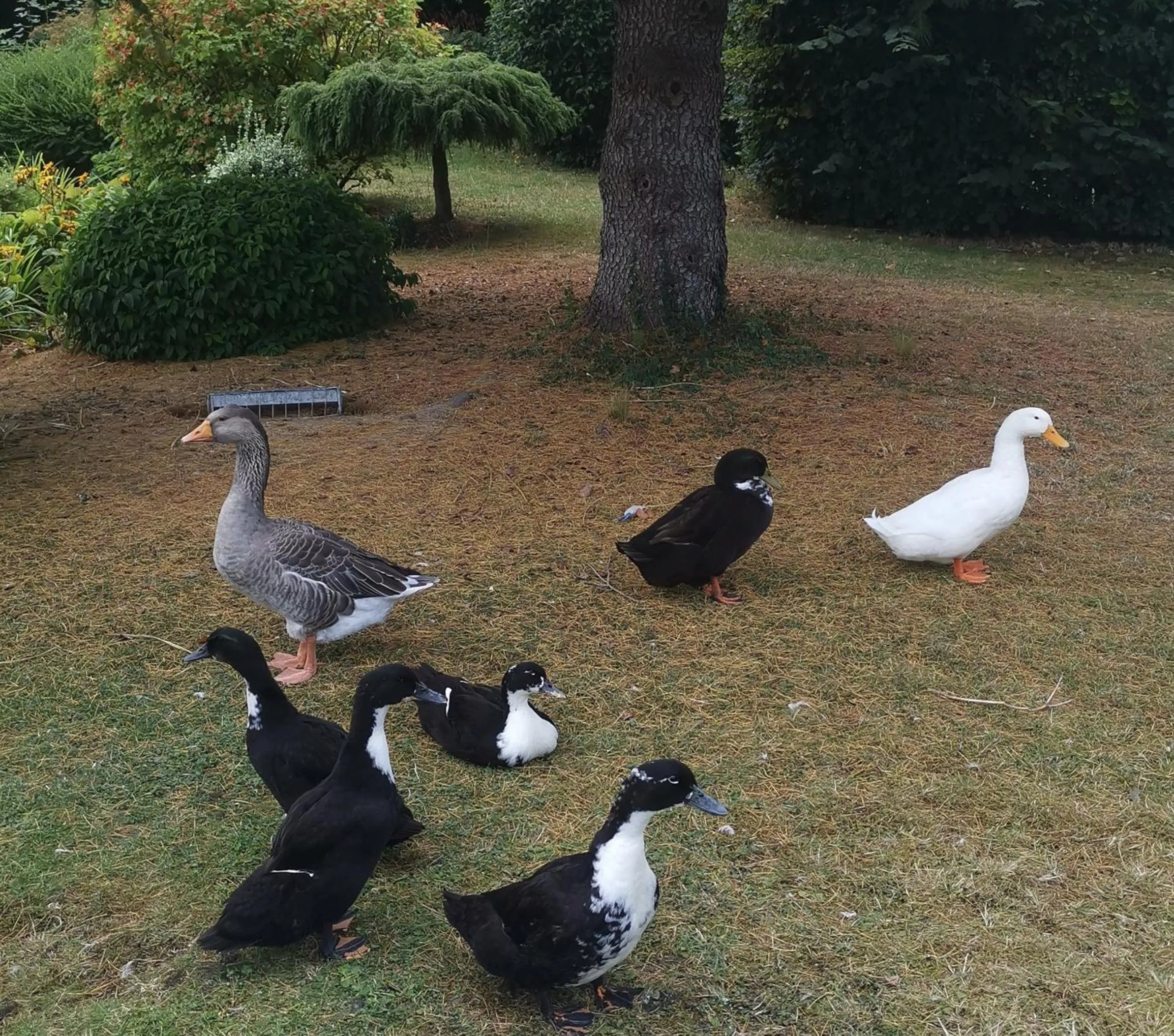 Garden in Hôtel La Côte d'Or