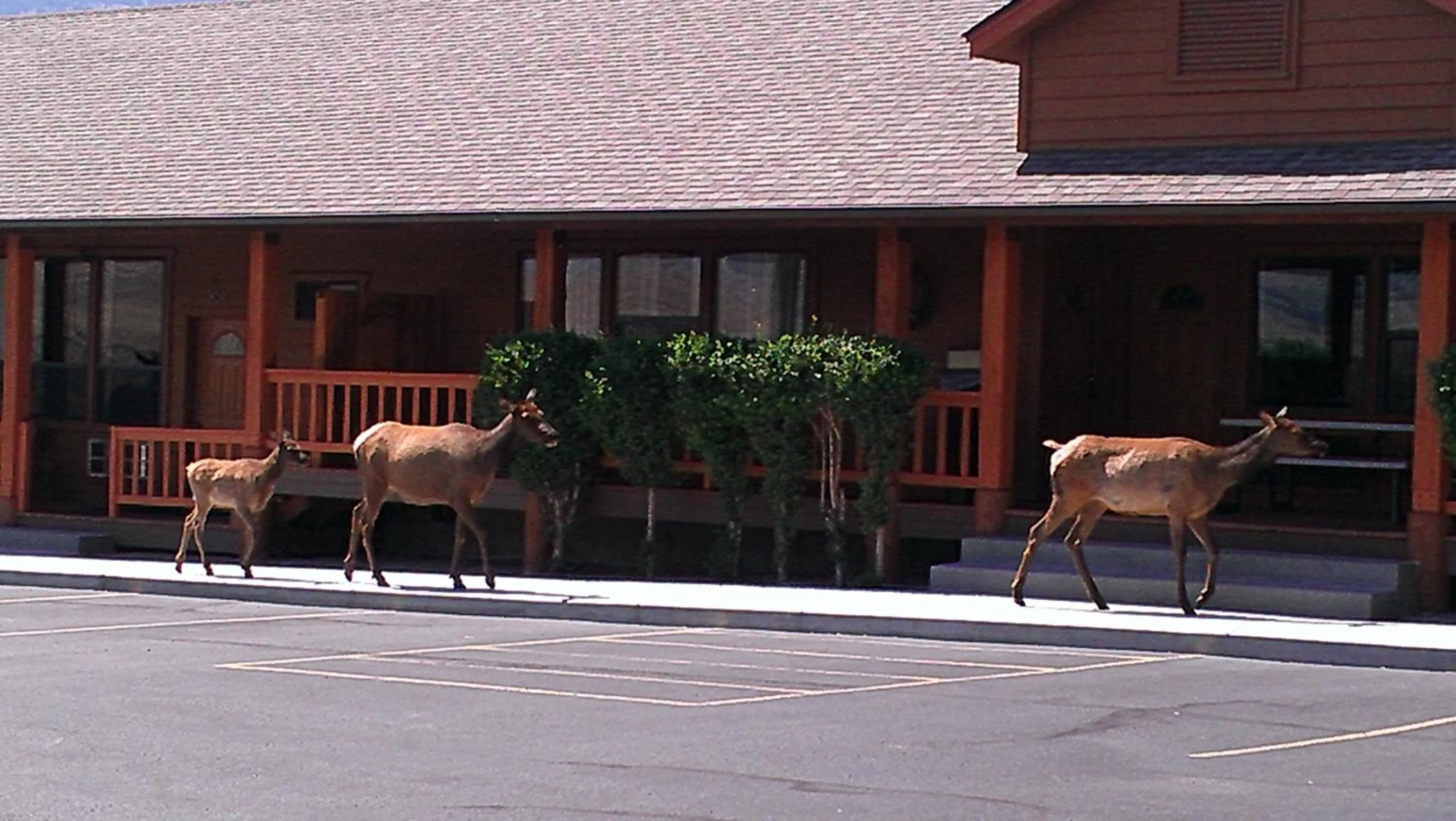 Animals in Yellowstone Village Inn and Suites