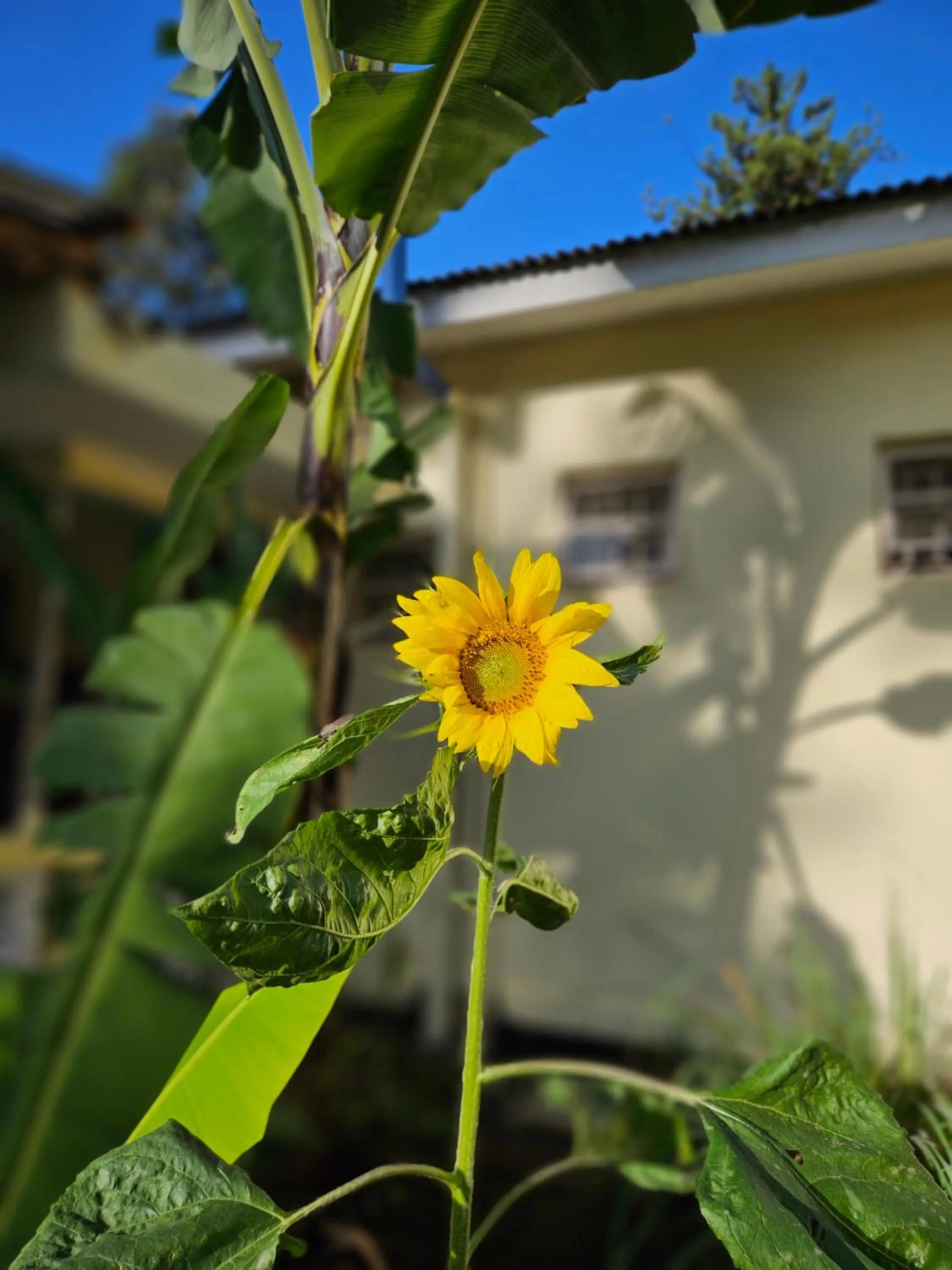 Garden in Kiwavi Home