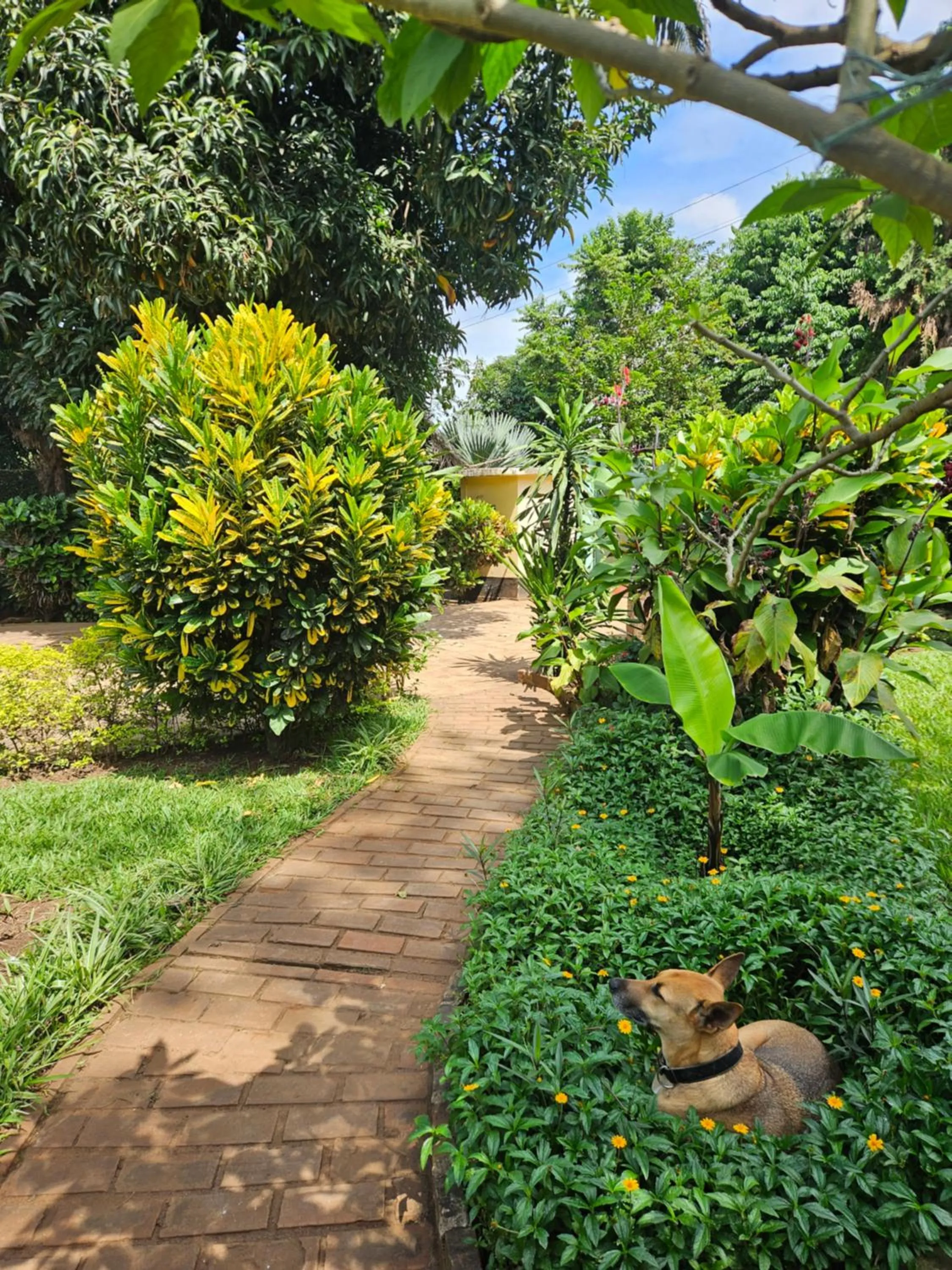 Animals in Kiwavi Home