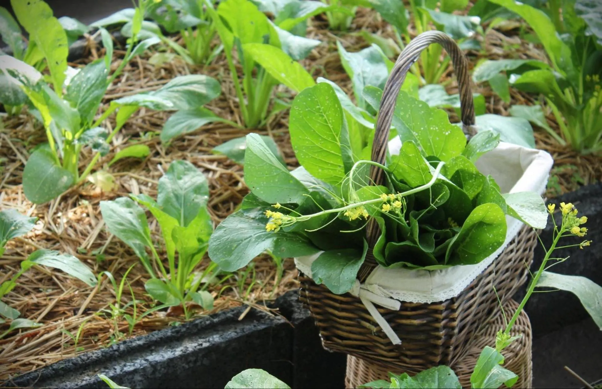 Sappraiwan Elephant Resort & Sanctuary