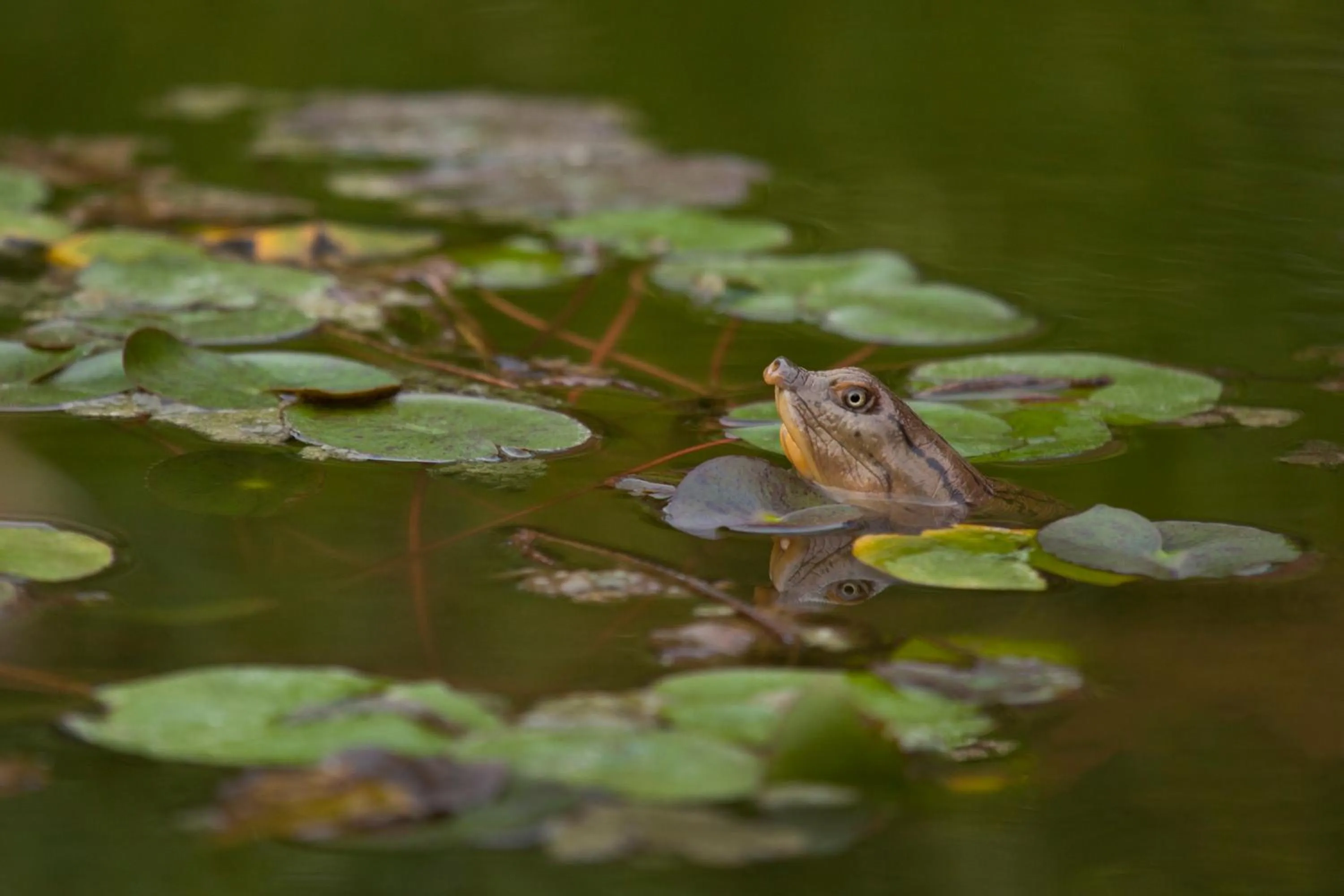 Animals in RAAS Jodhpur