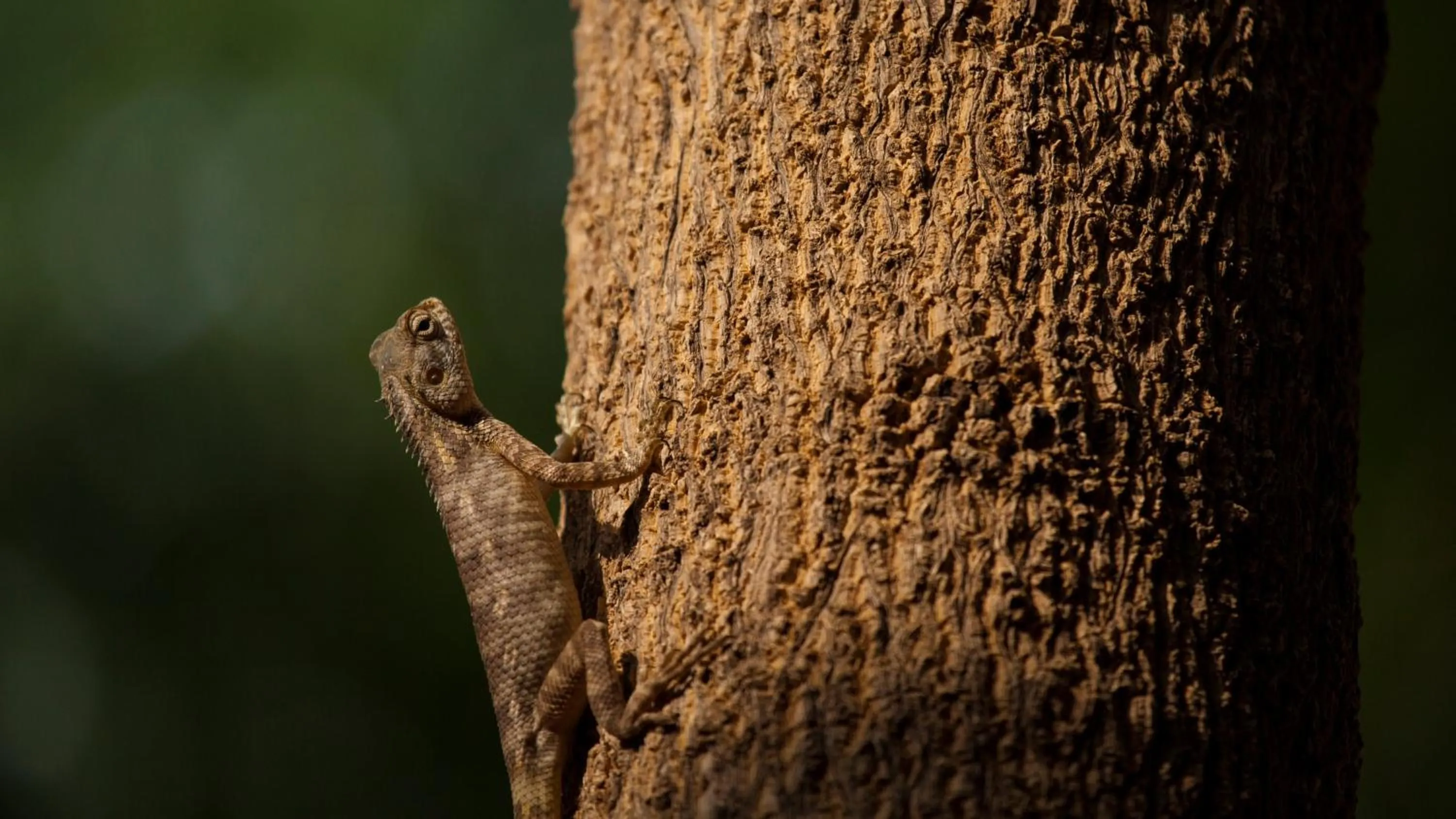 Natural landscape in RAAS Jodhpur