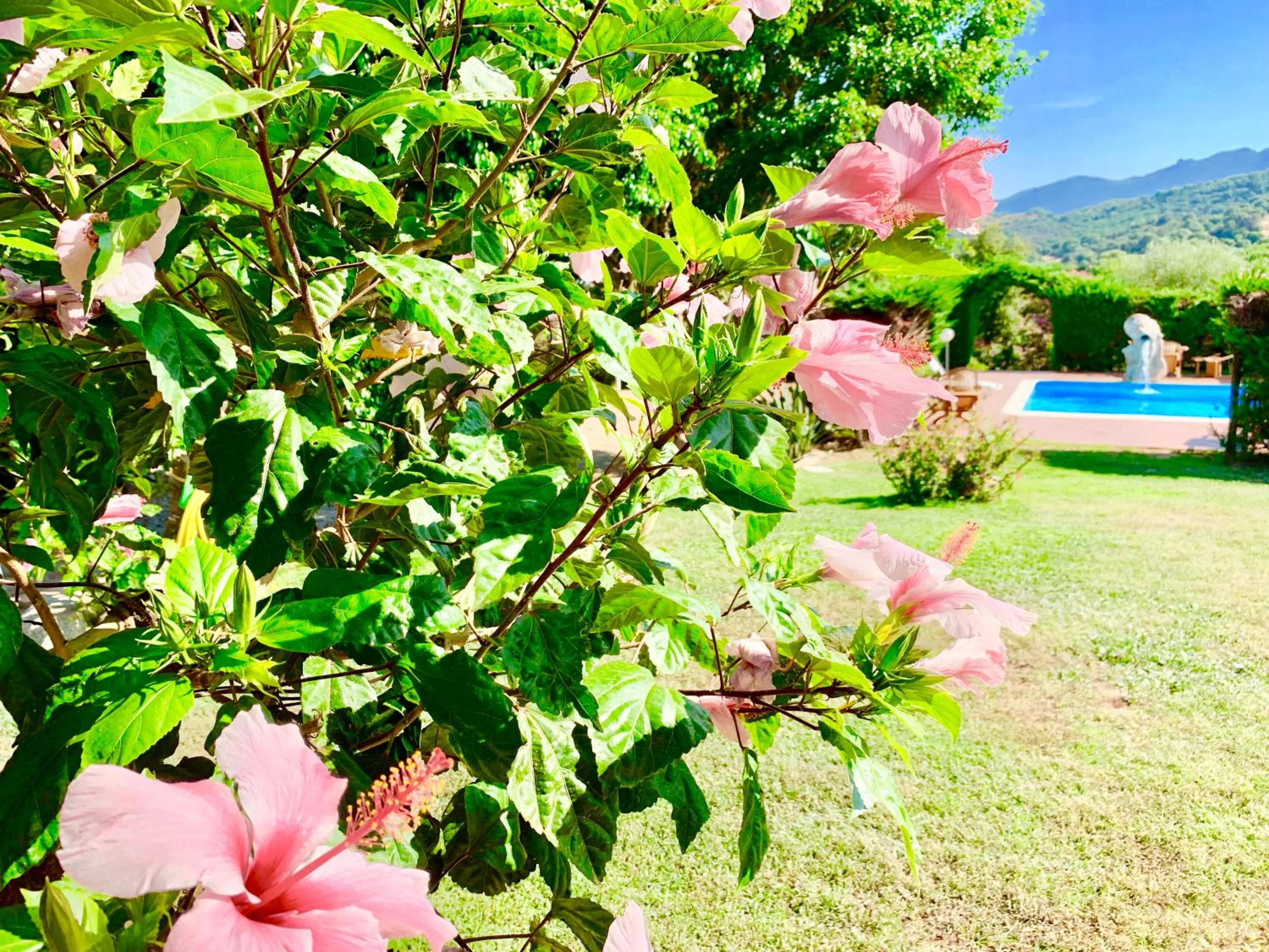 Garden in Hotel Janas