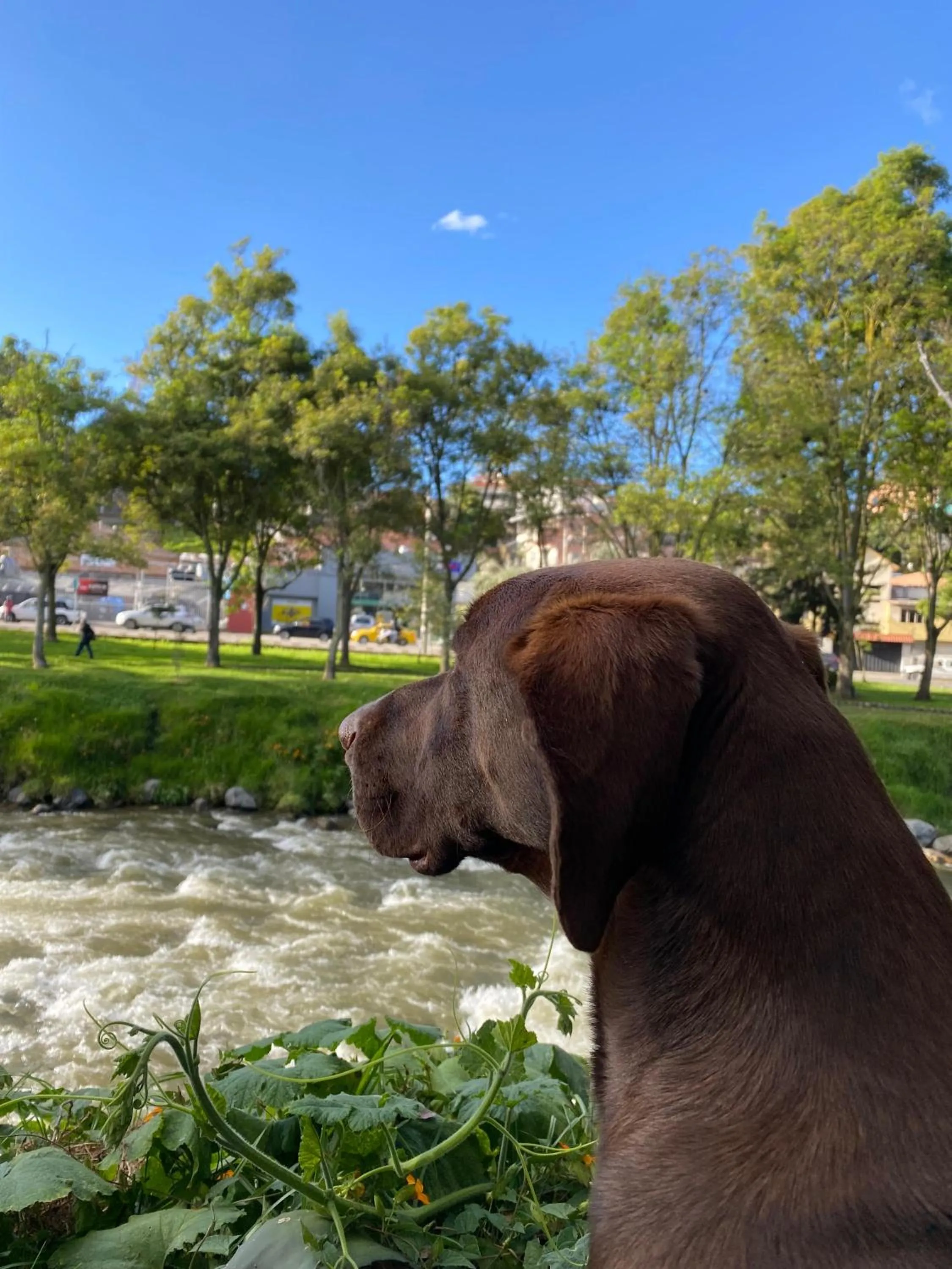 Animals in Apartamentos Otorongo Cuenca Ecuador