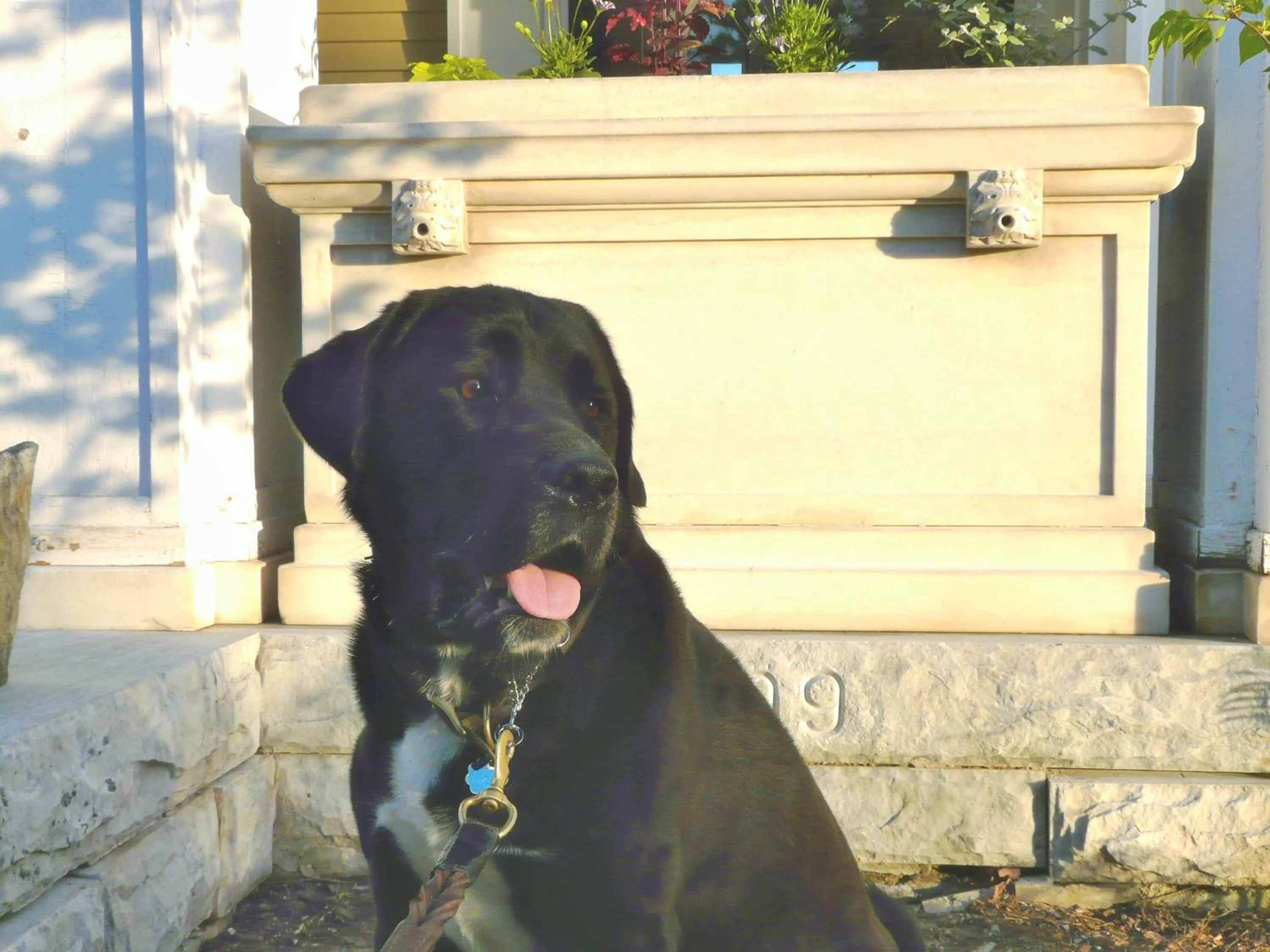 Animals in Lilac Inn