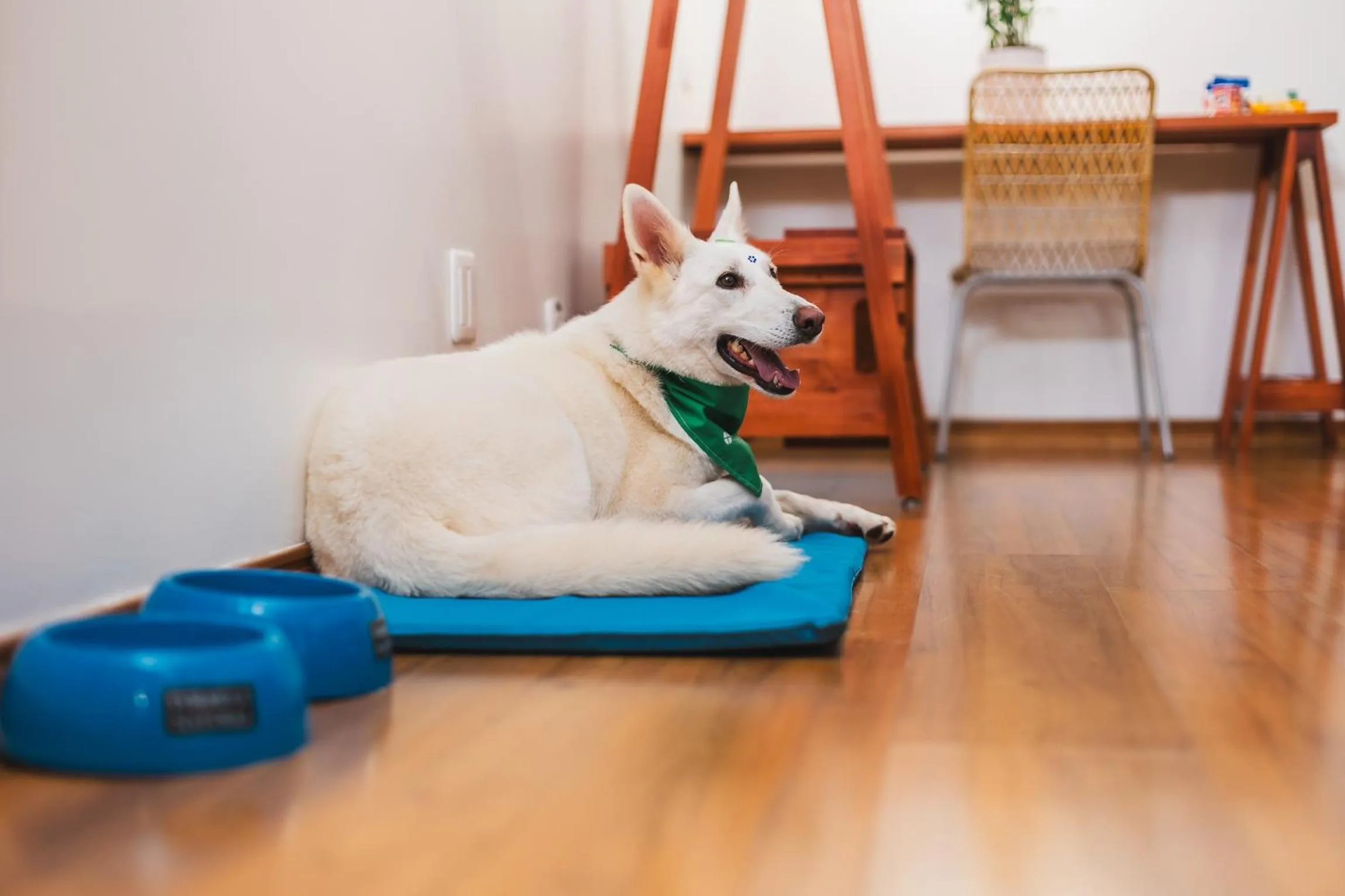 Pets in Hotel Nacional Inn Curitiba Santa Felicidade