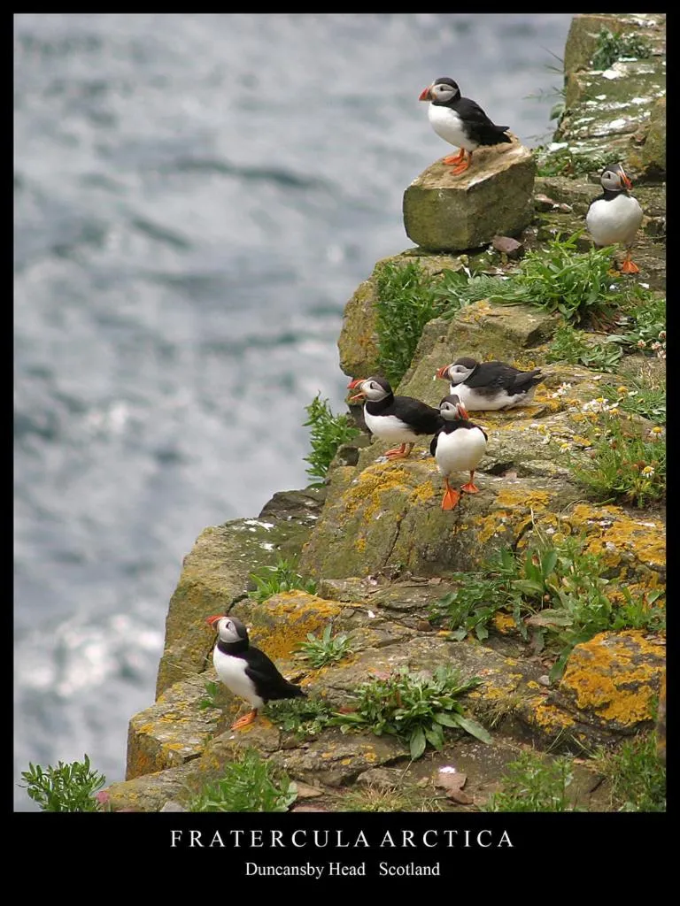 Puffin Cottage