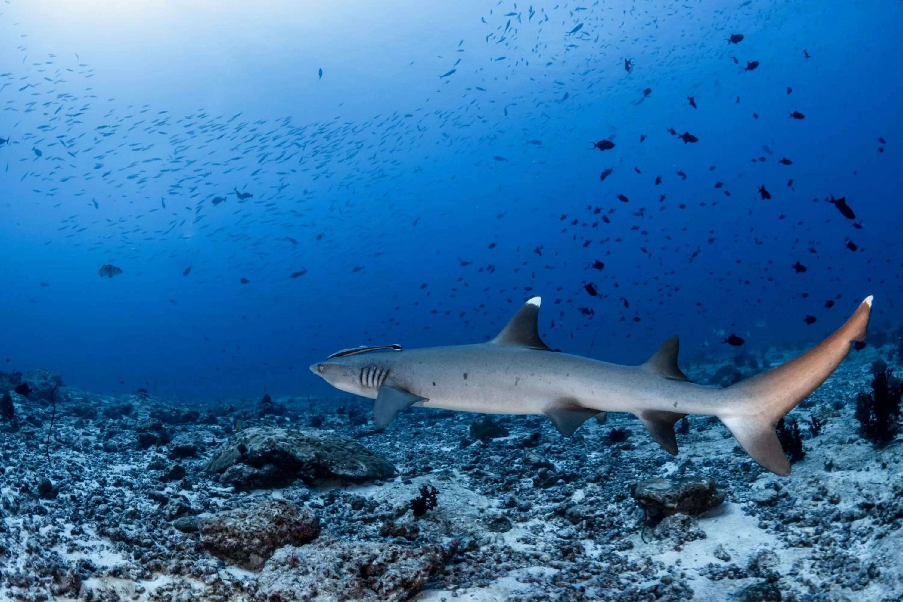 Diving in Emoha Dive Resort