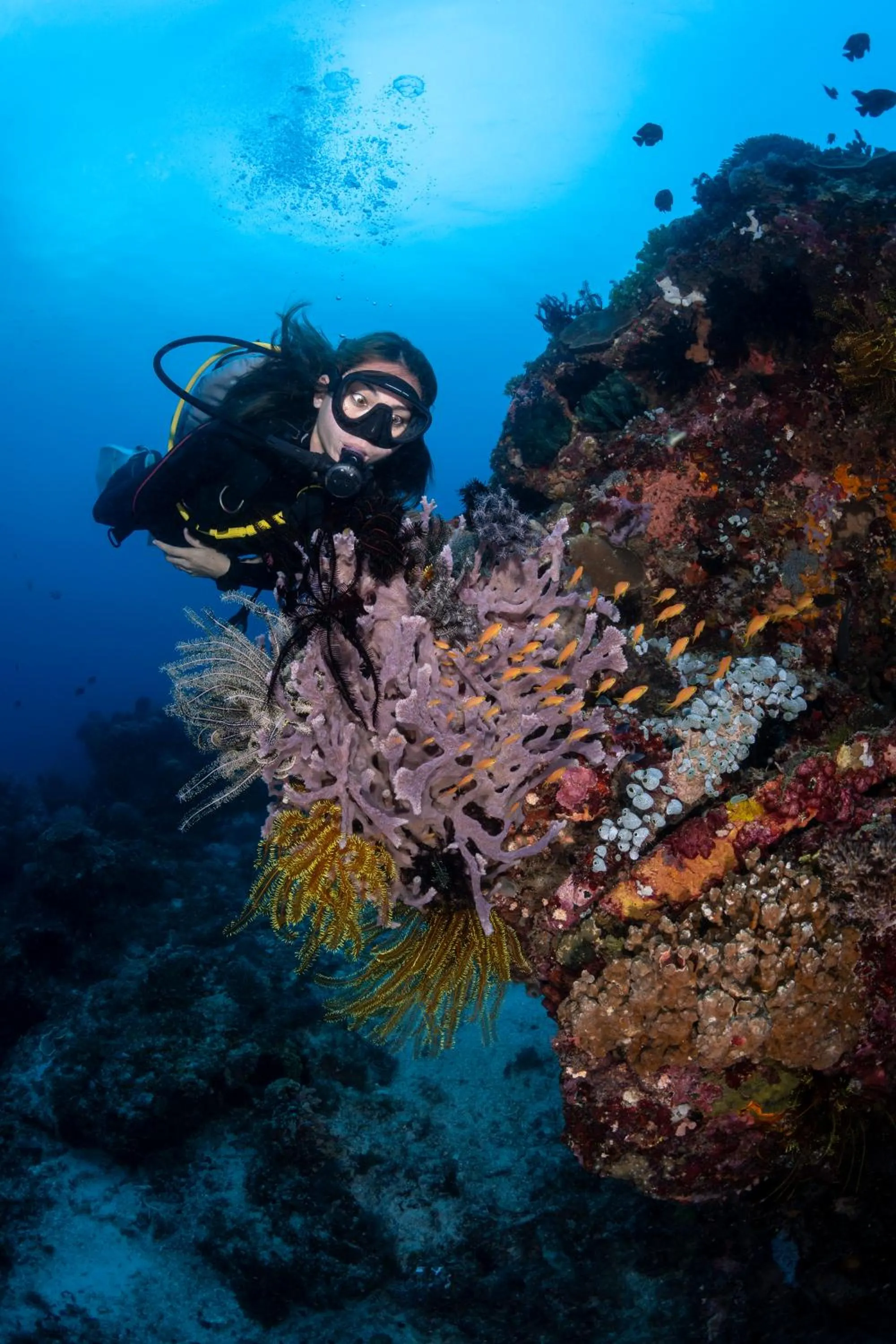 Diving in Emoha Dive Resort