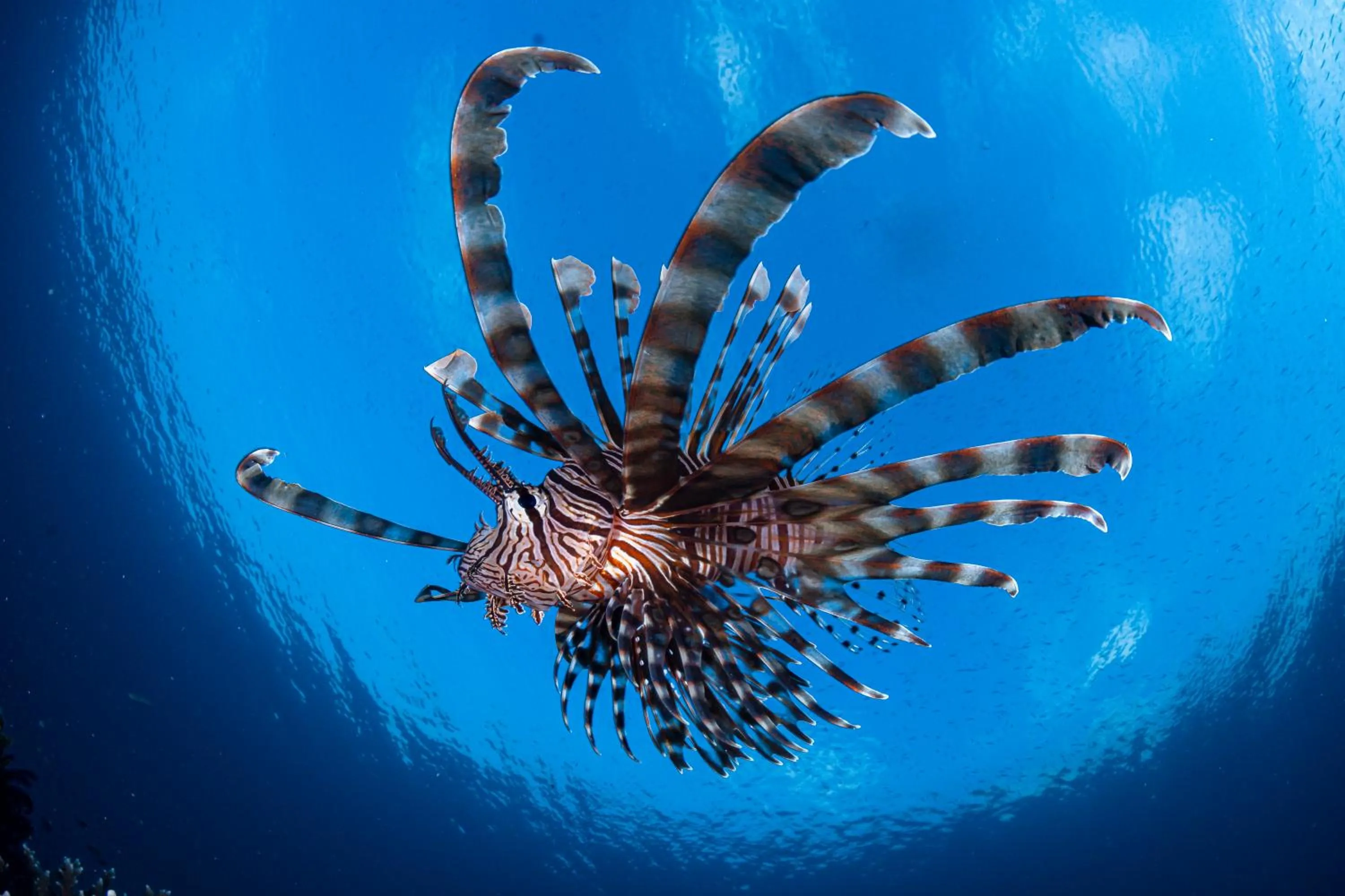 Diving in Emoha Dive Resort