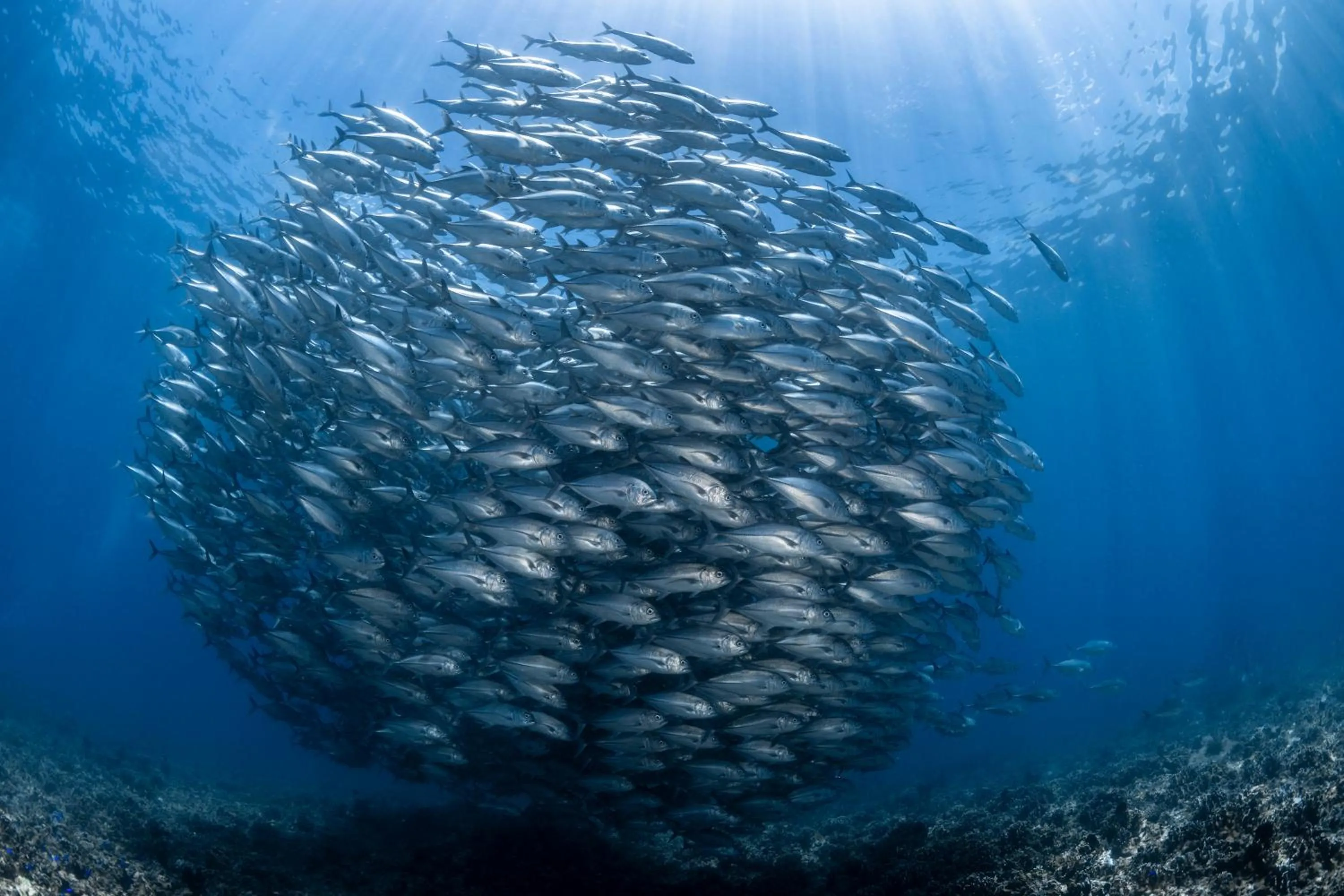 Diving in Emoha Dive Resort