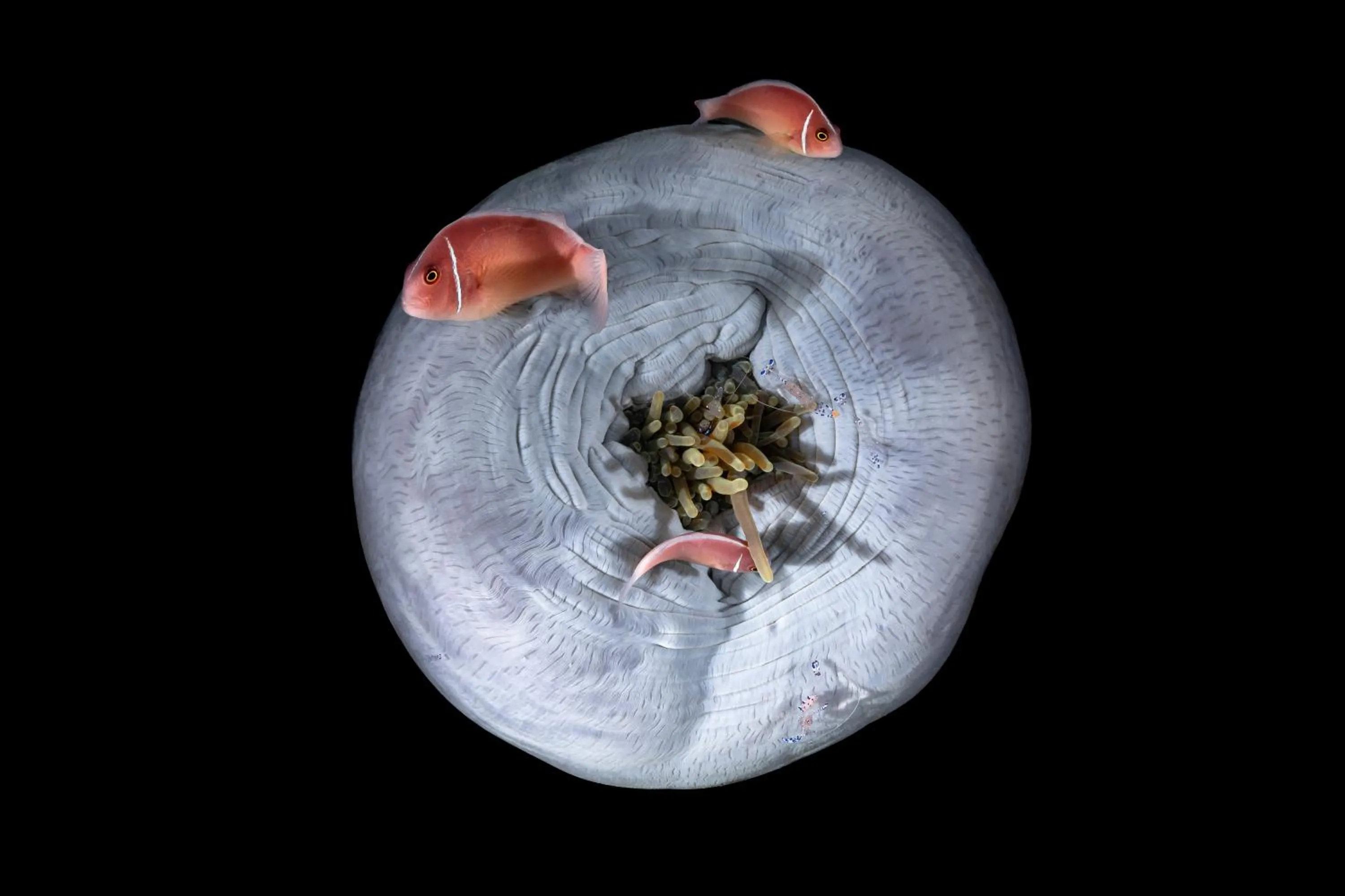 Diving in Emoha Dive Resort