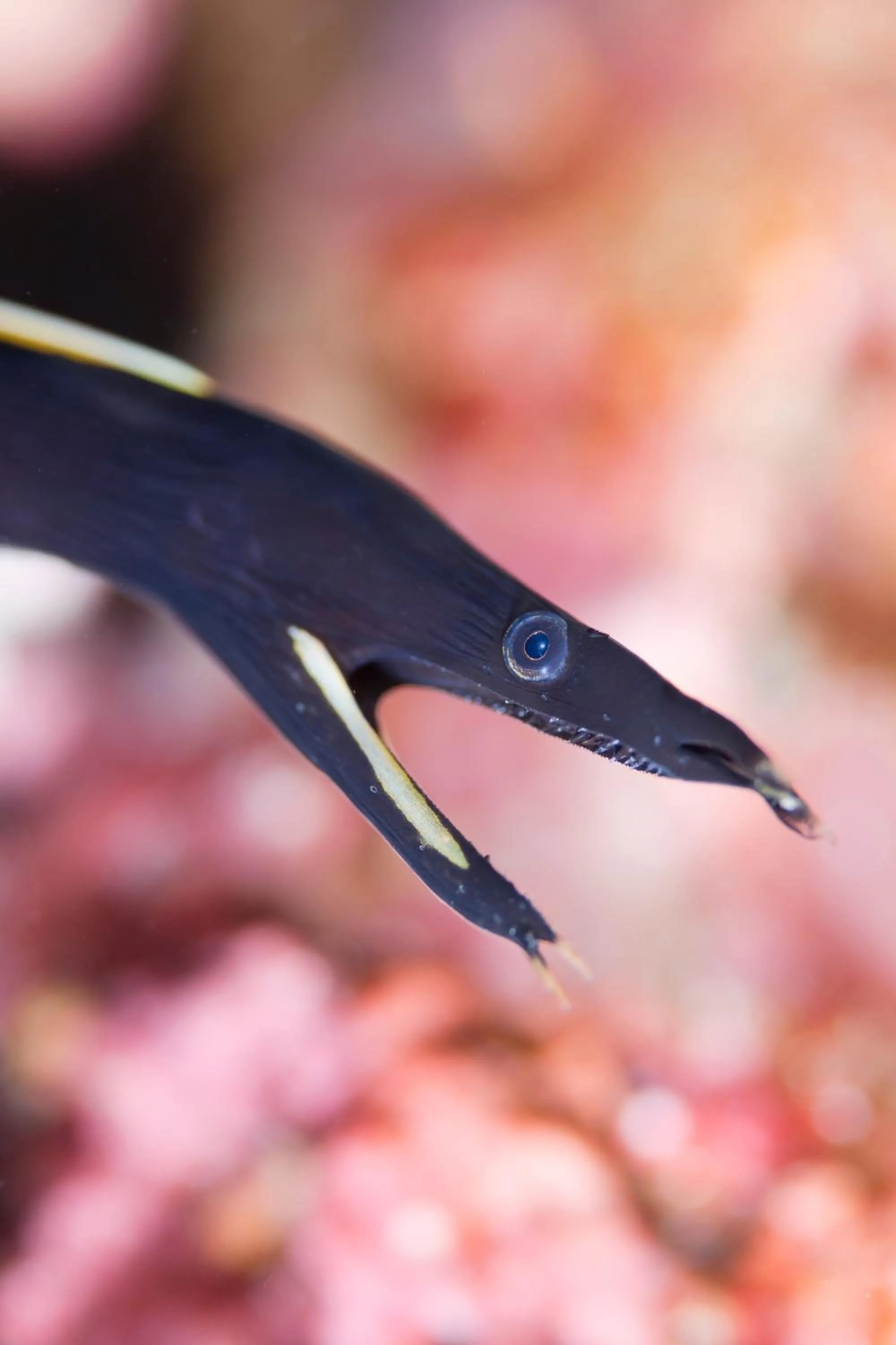 Diving in Emoha Dive Resort