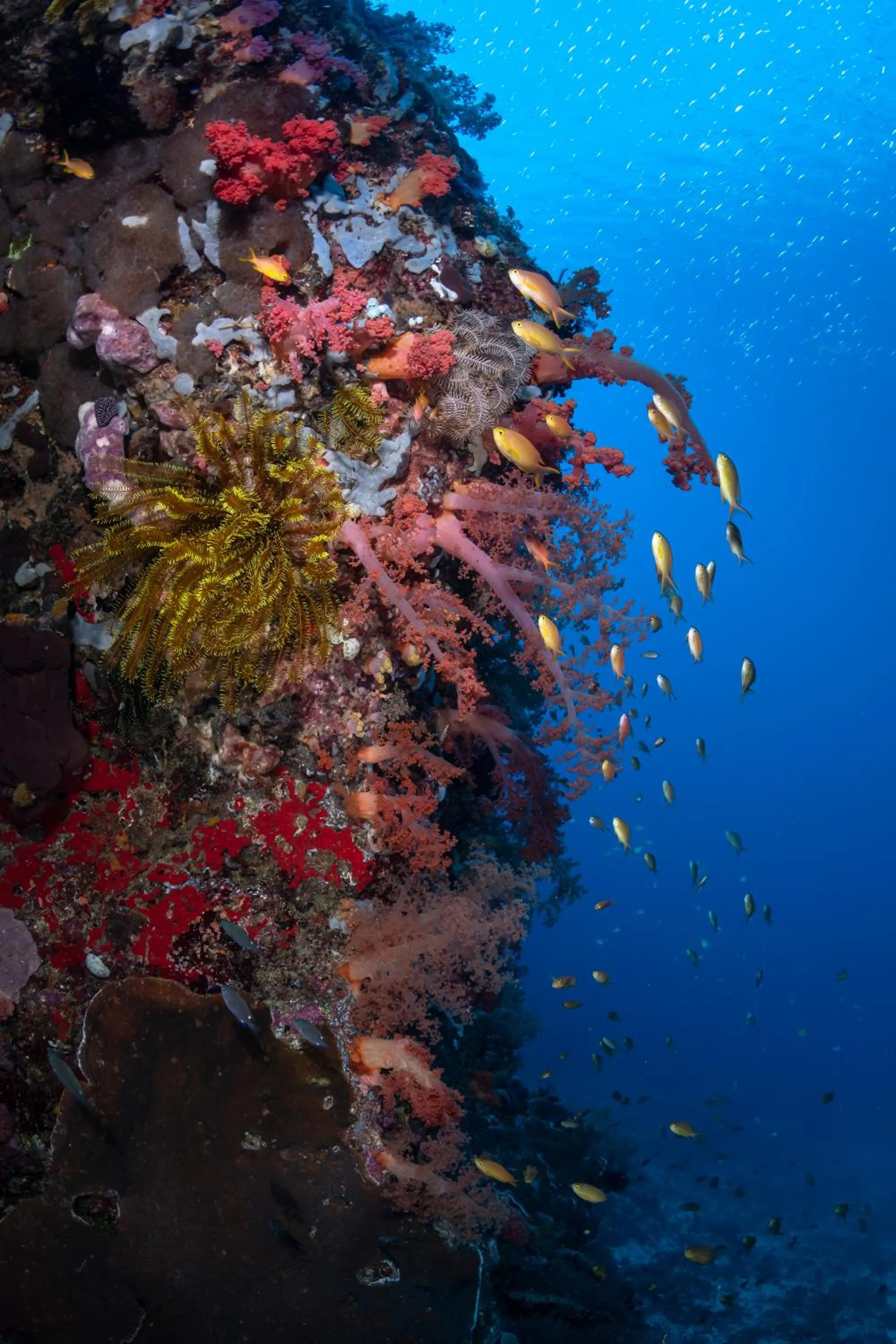 Diving in Emoha Dive Resort