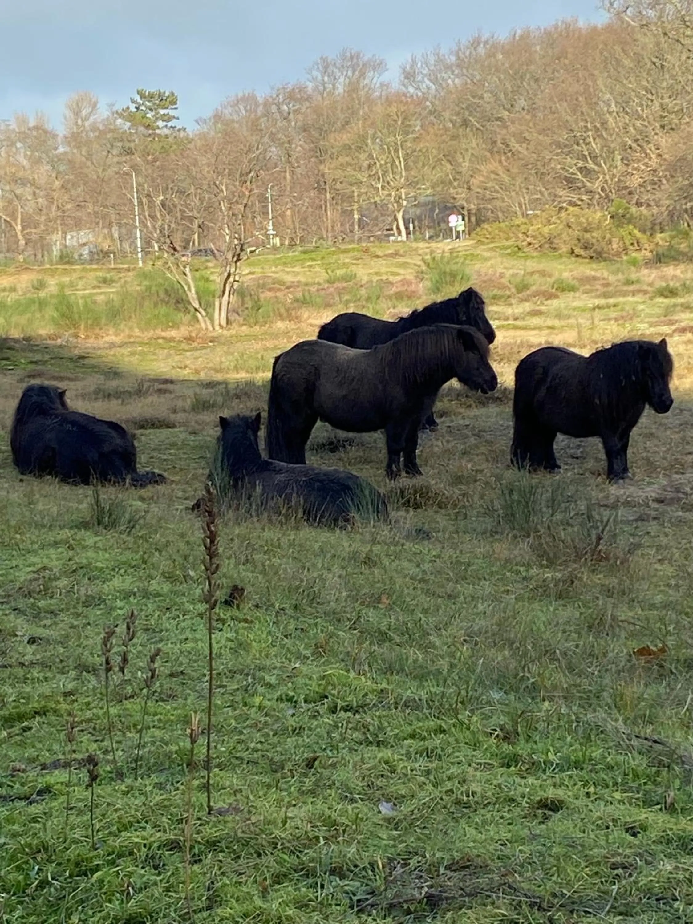 Natural landscape in B&B Ereprijs