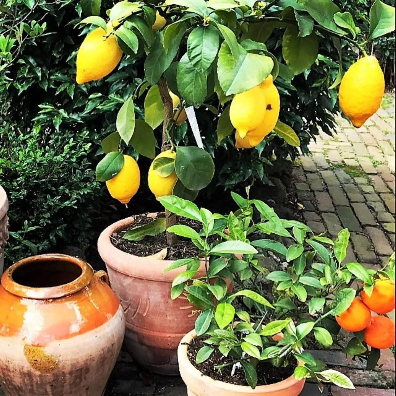 Garden in B&B Ereprijs