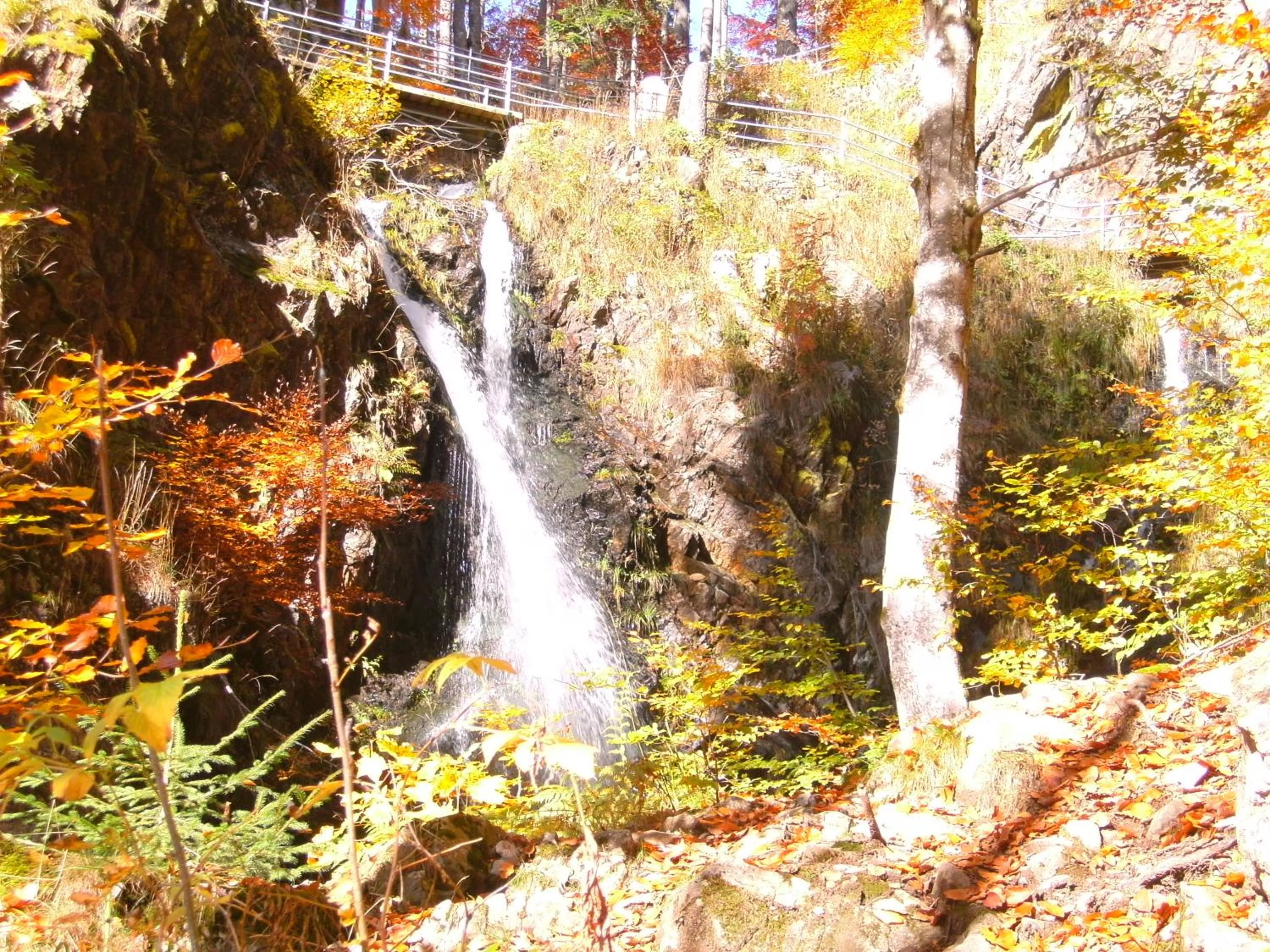 Hiking in Landgasthaus Kurz Hotel & Restaurant am Feldberg - Schwarzwald