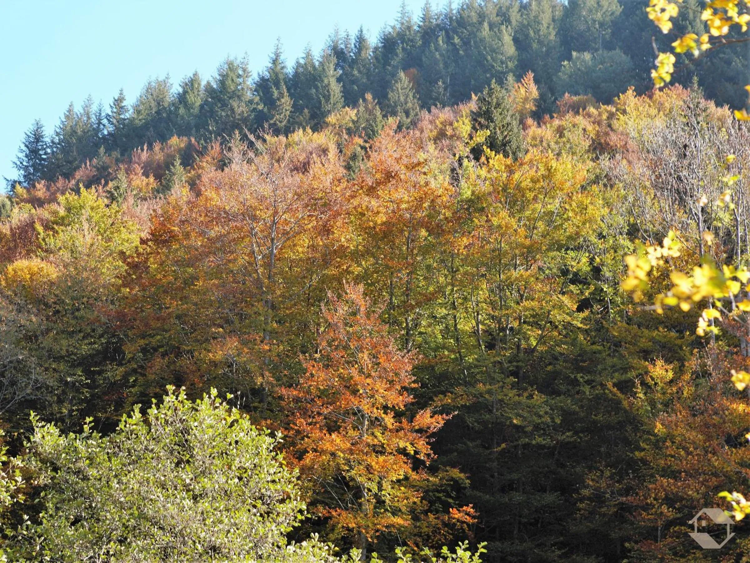 Mountain view in Landgasthaus Kurz Hotel & Restaurant am Feldberg - Schwarzwald