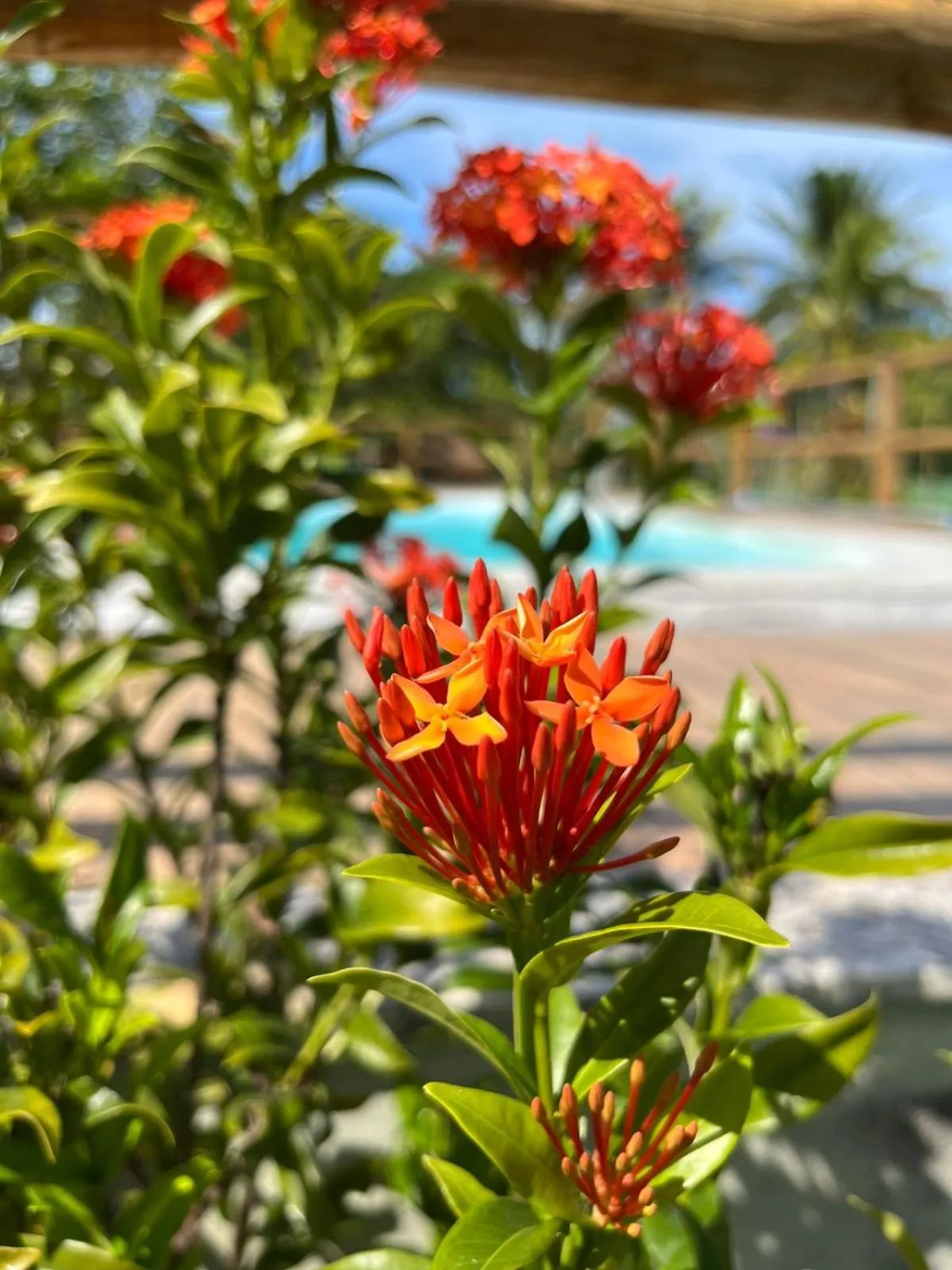 Spring in Vila das Mangabeiras Corumbau