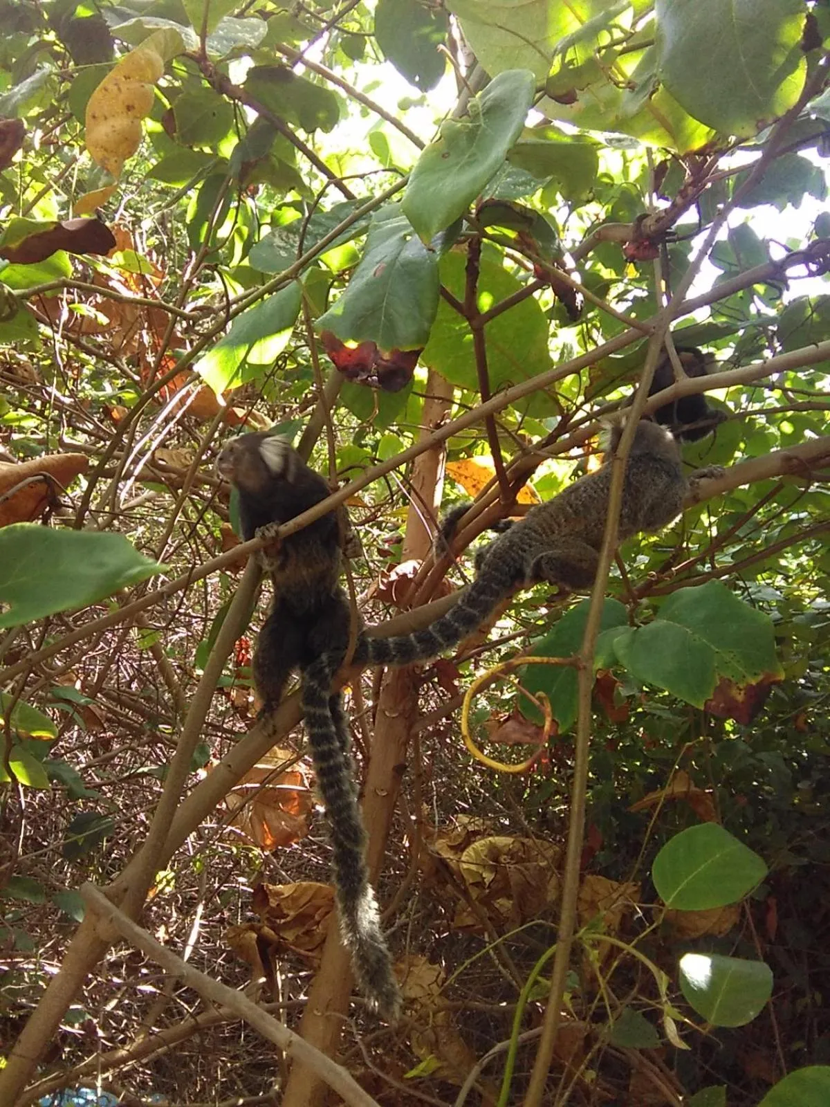 Animals in Casa ImBale