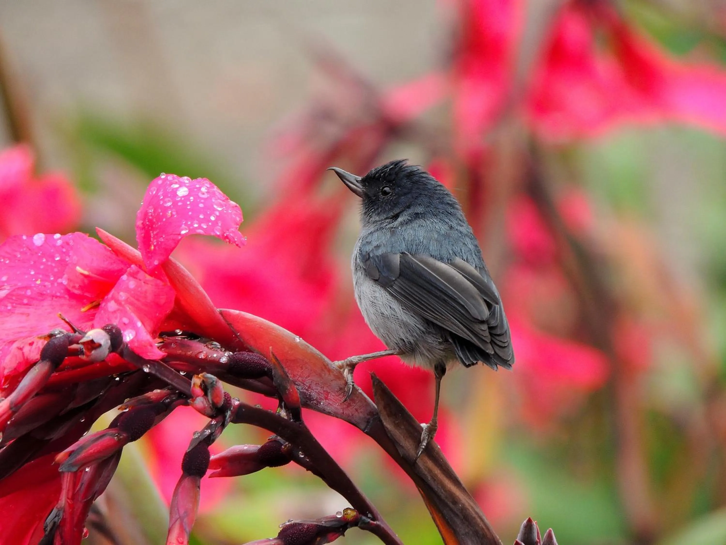 Natural landscape in Hotel de Montaña Suria