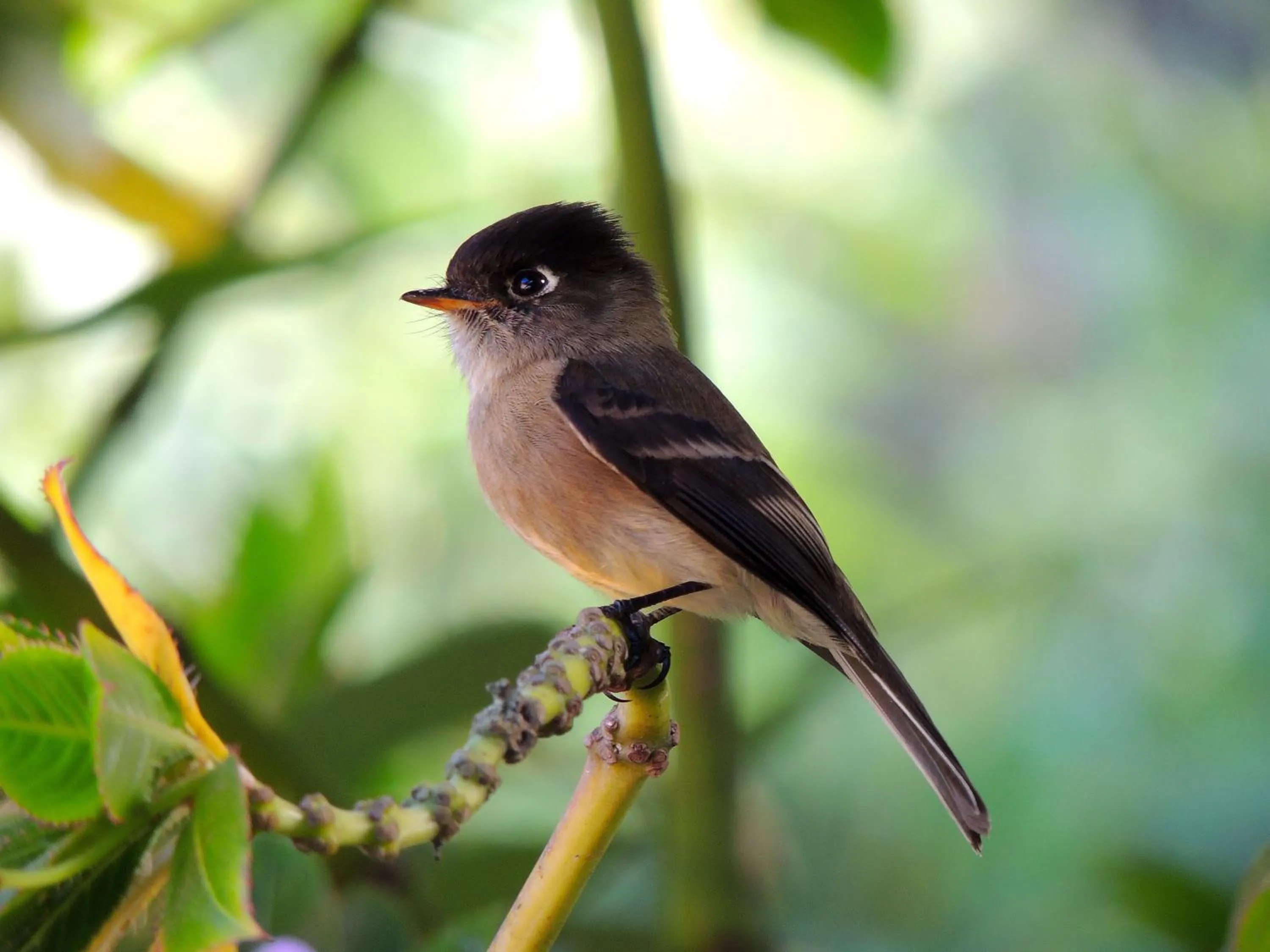 Day in Hotel de Montaña Suria