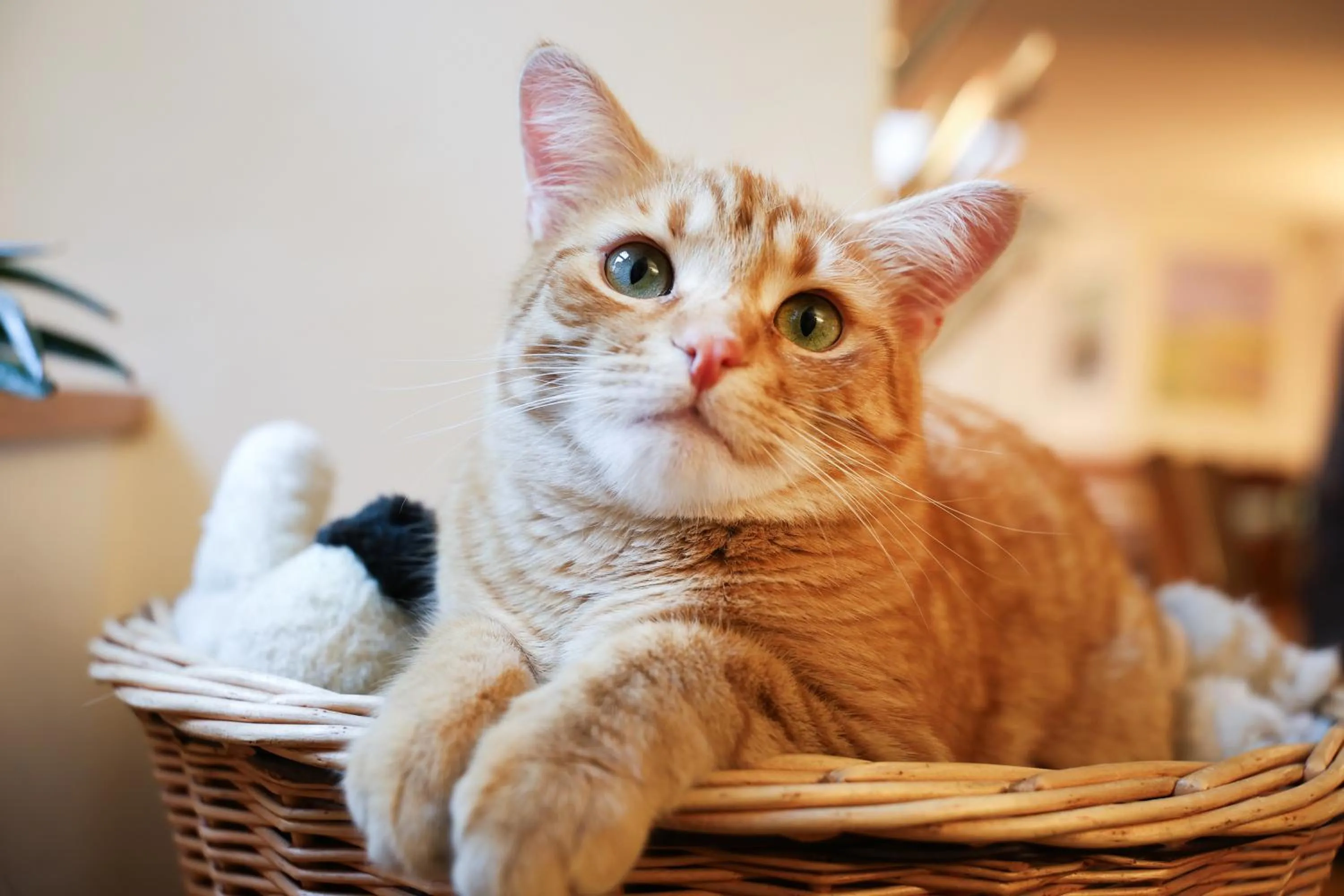 Pets in Hotel Roter Ochsen