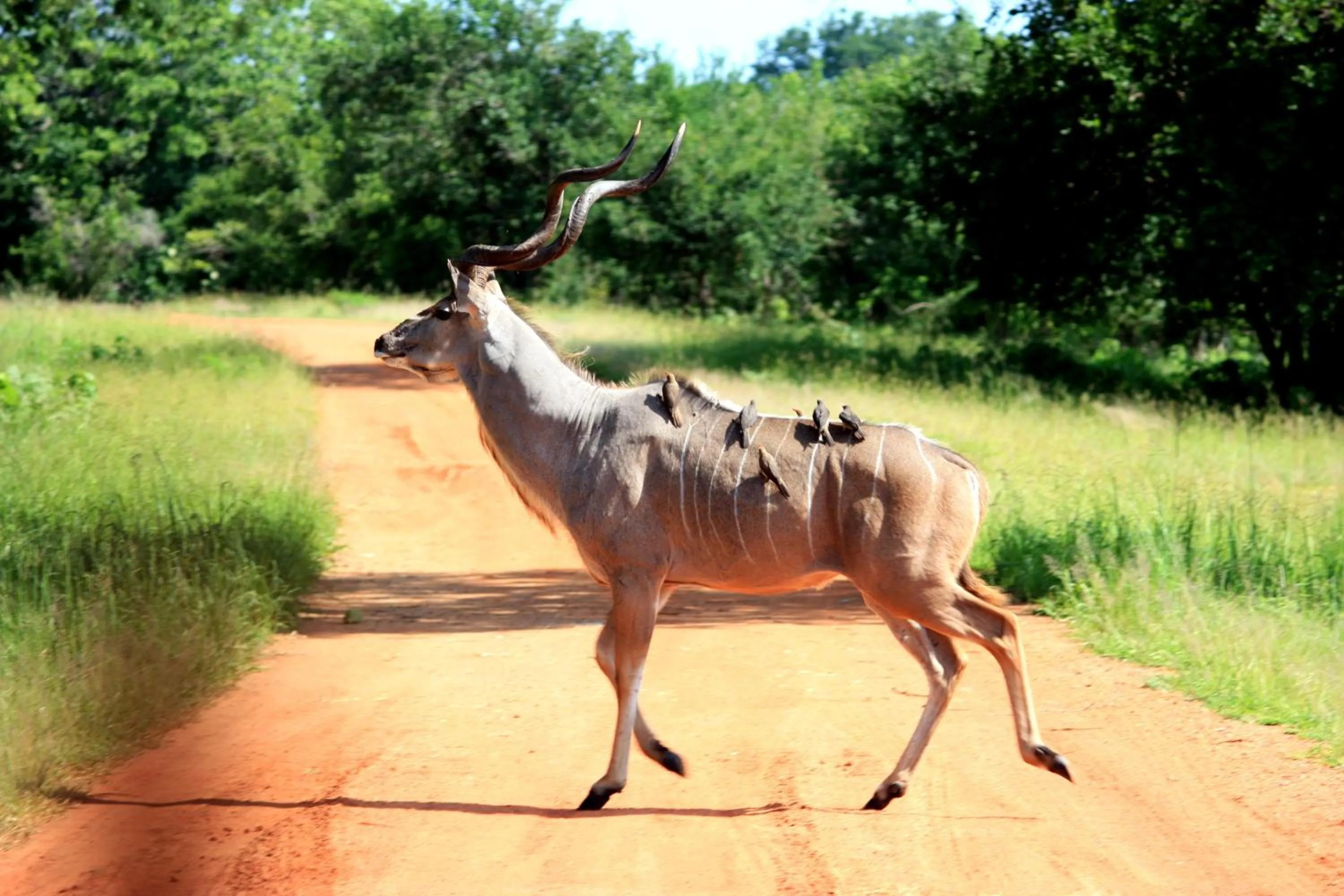 Animals in Nahubwe Safari Lodge