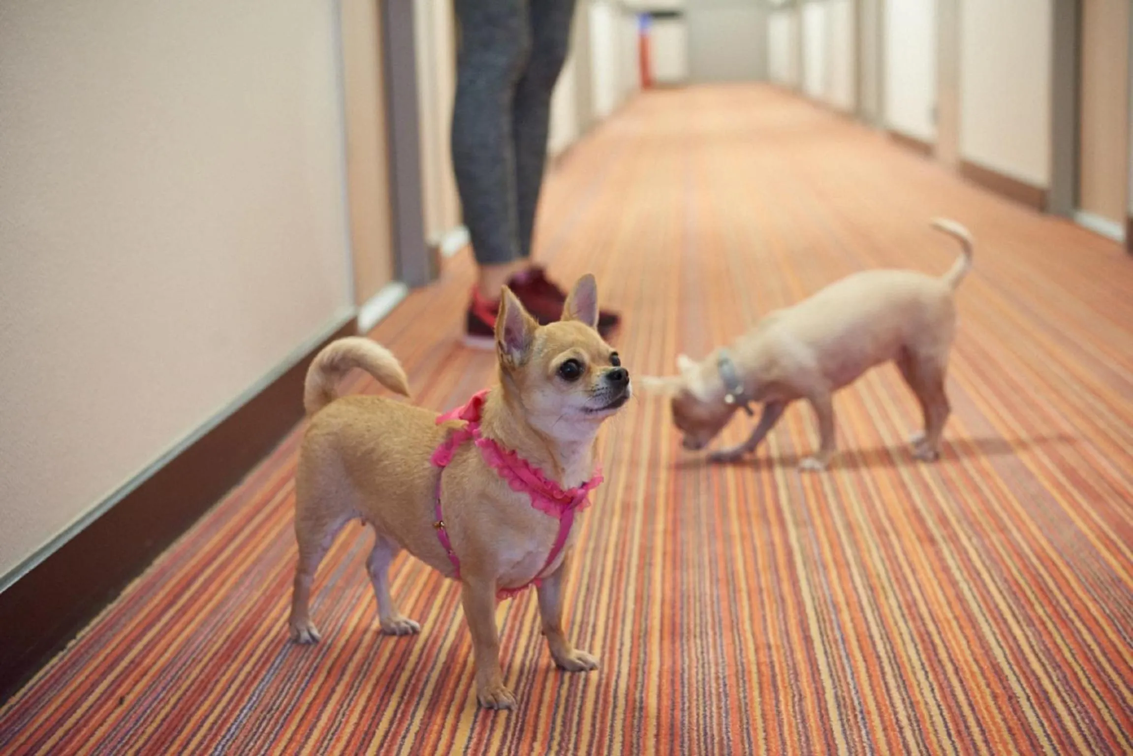 Pets in Ace Hôtel Paris Sud Villabe