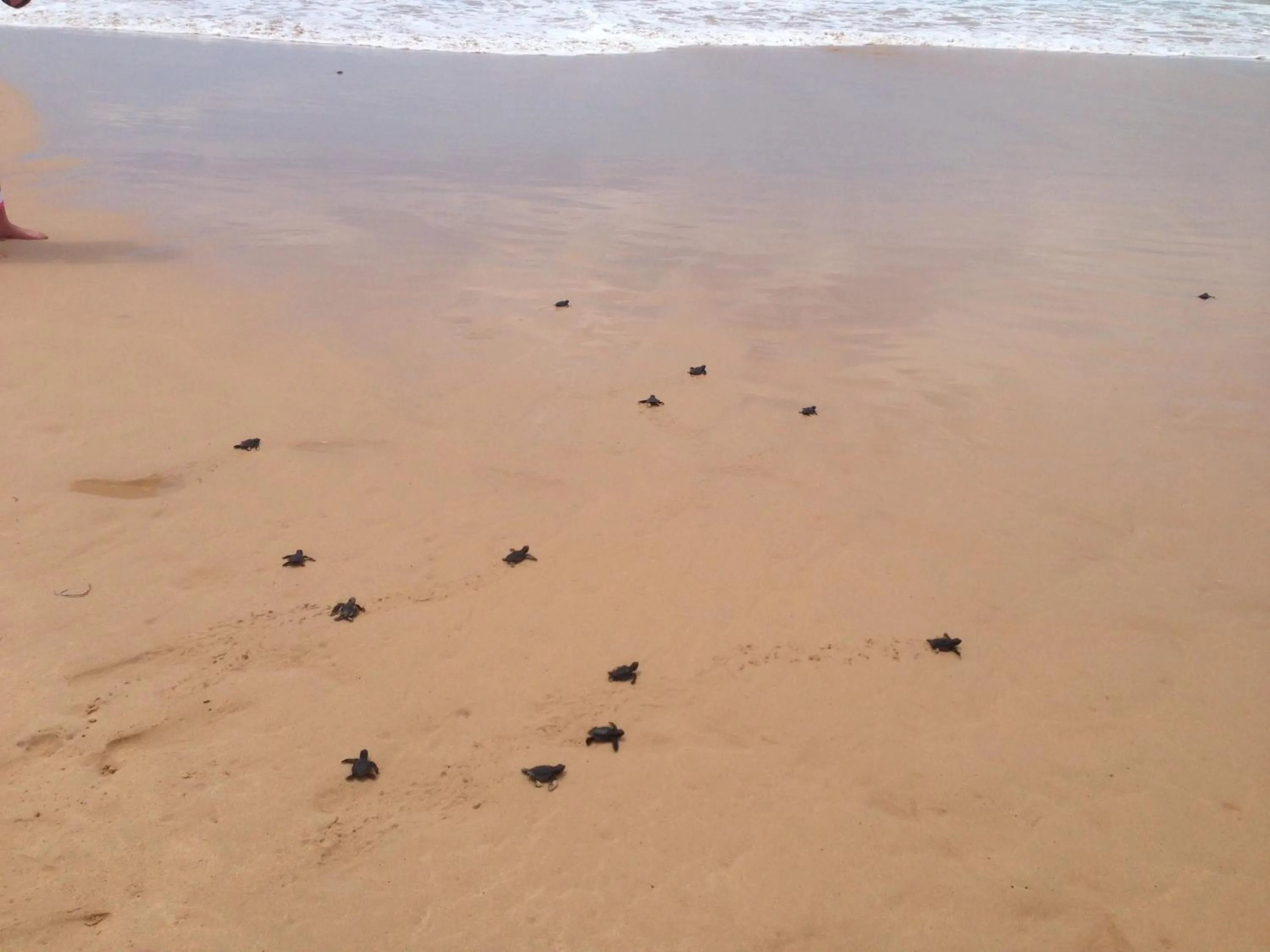 Beach in Cocobay Unawatuna