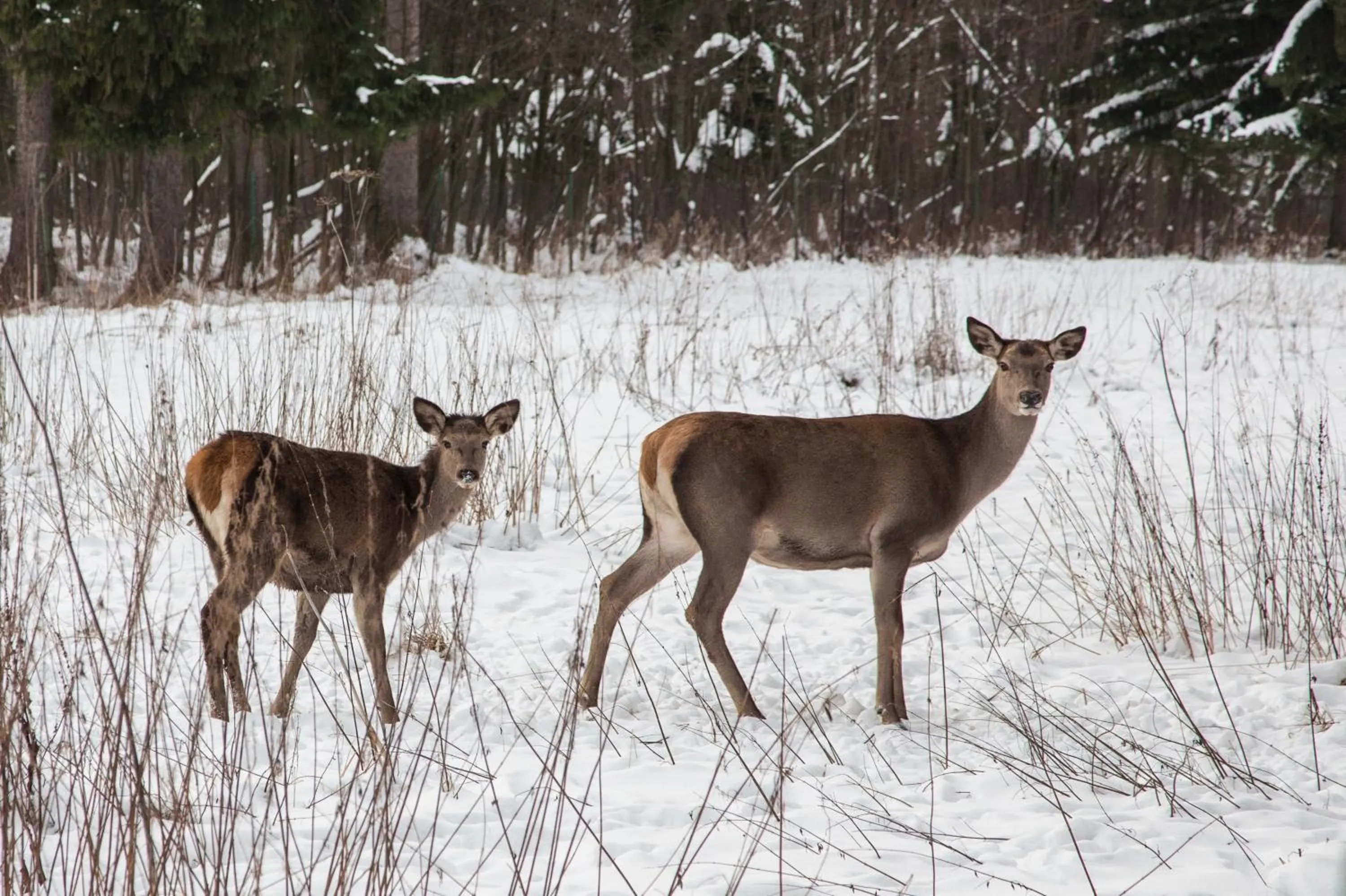 Animals in Willa Magdalena