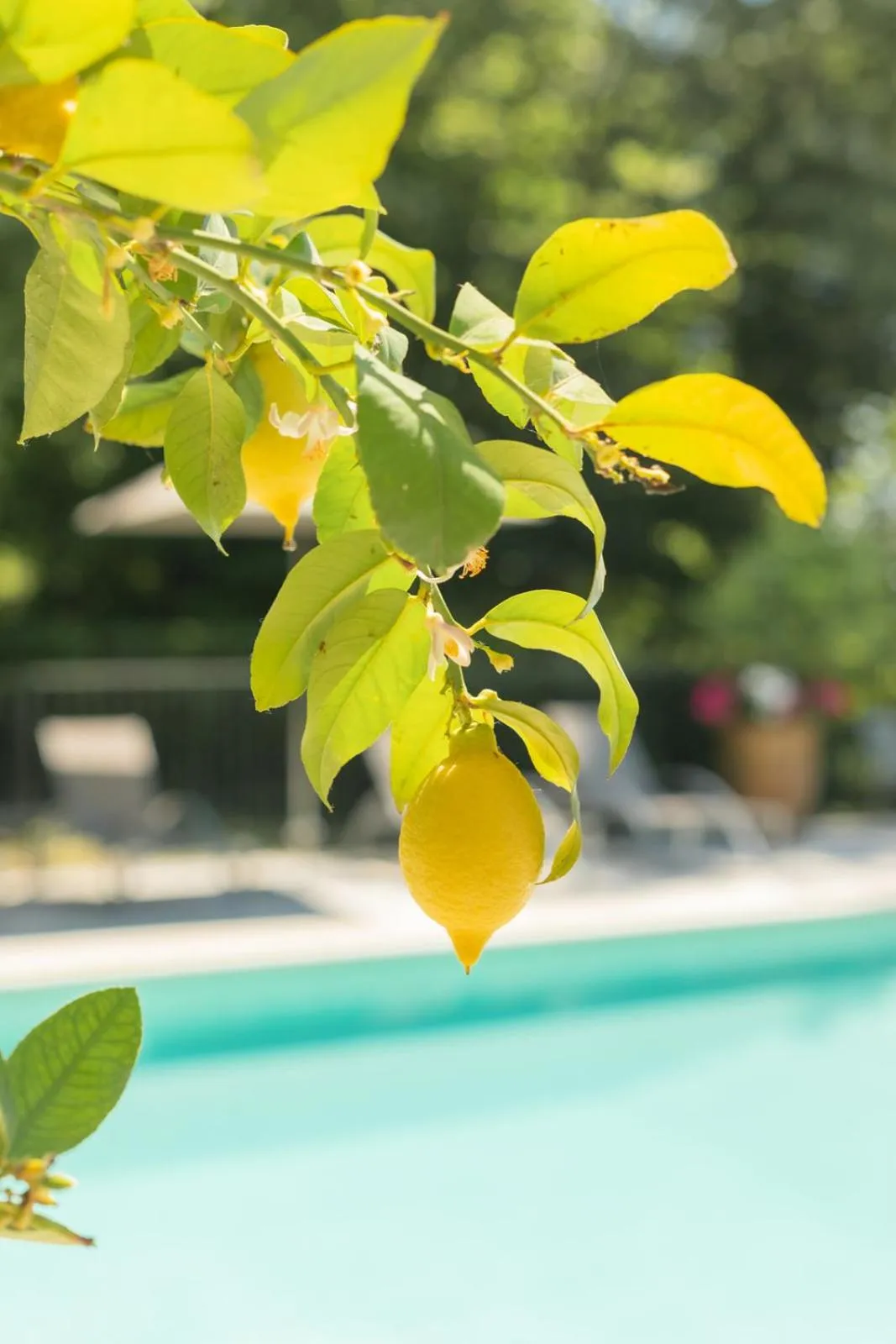 Swimming pool in Chateau de Varenne